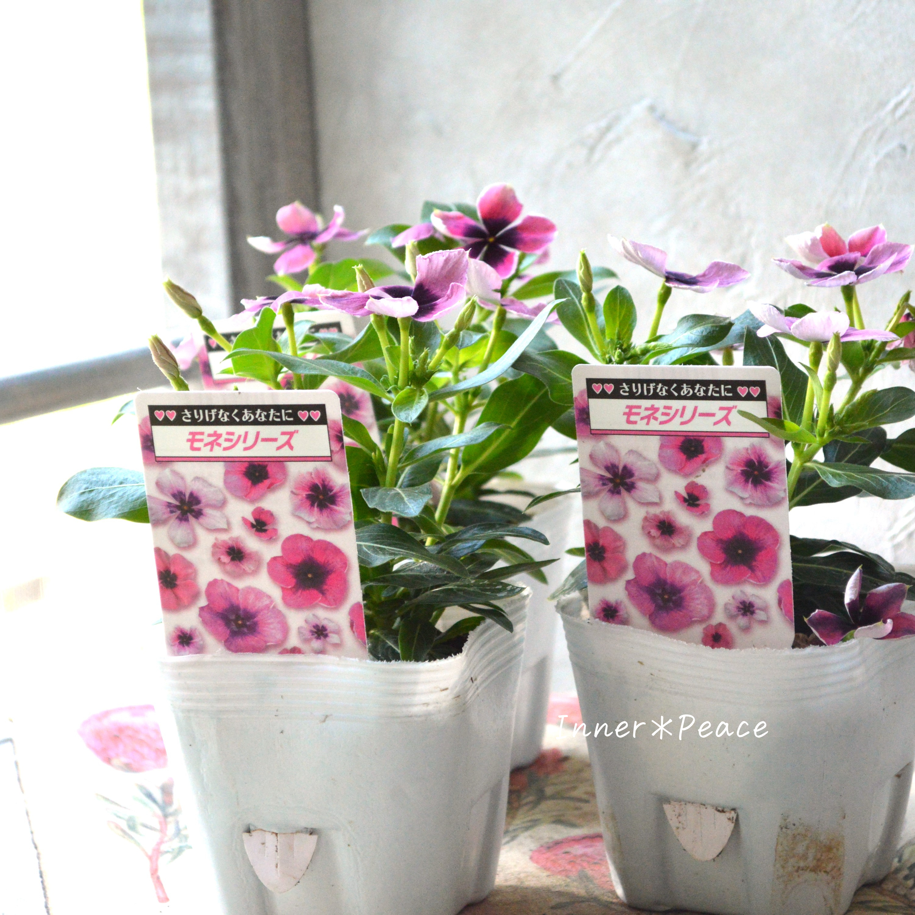 【北島園芸さん】 ニチニチソウ 『モネアンティーク・ピンク』 3.5寸POT