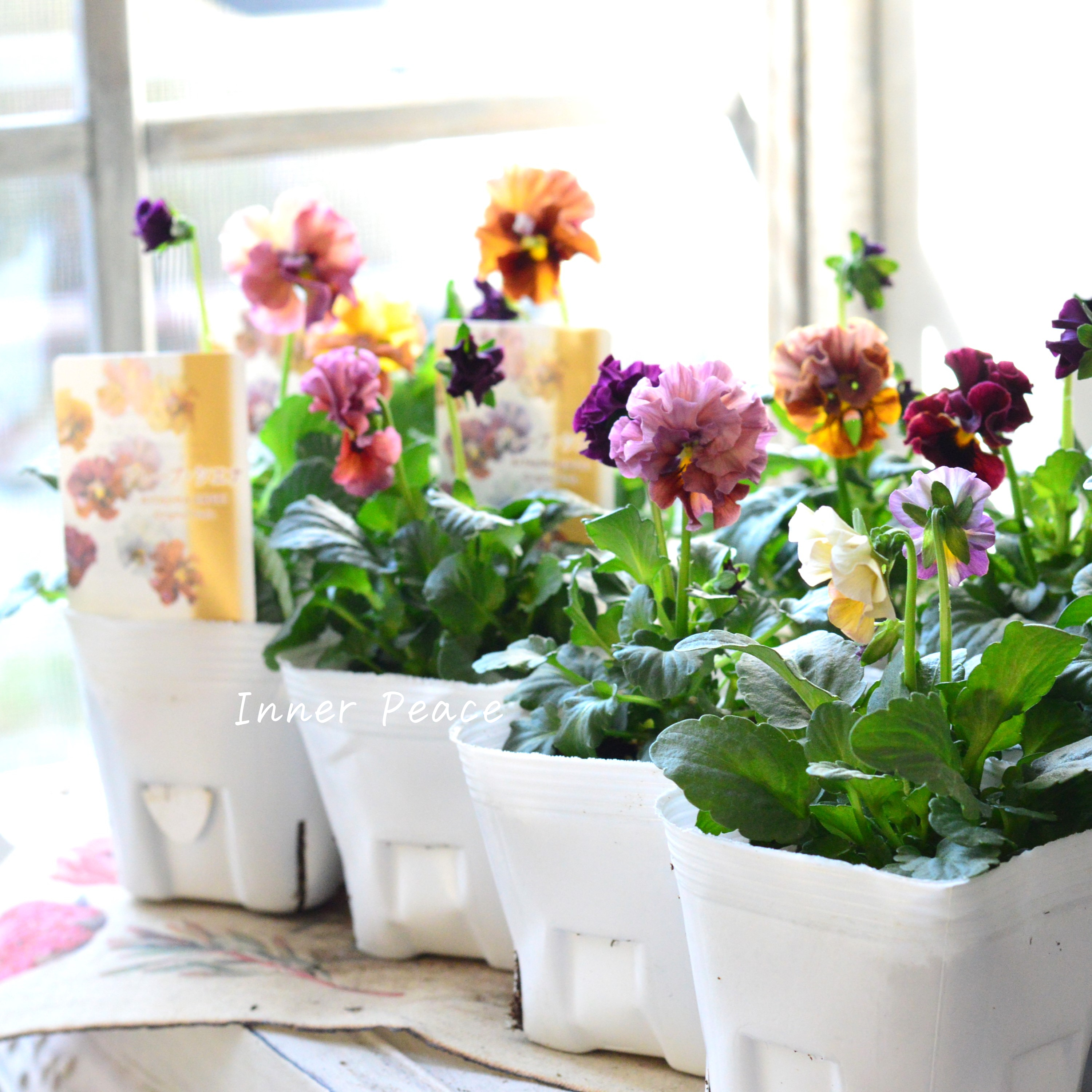 【北島園芸さん】 ビオラ 『ドレープシエナ』 3.5寸POT