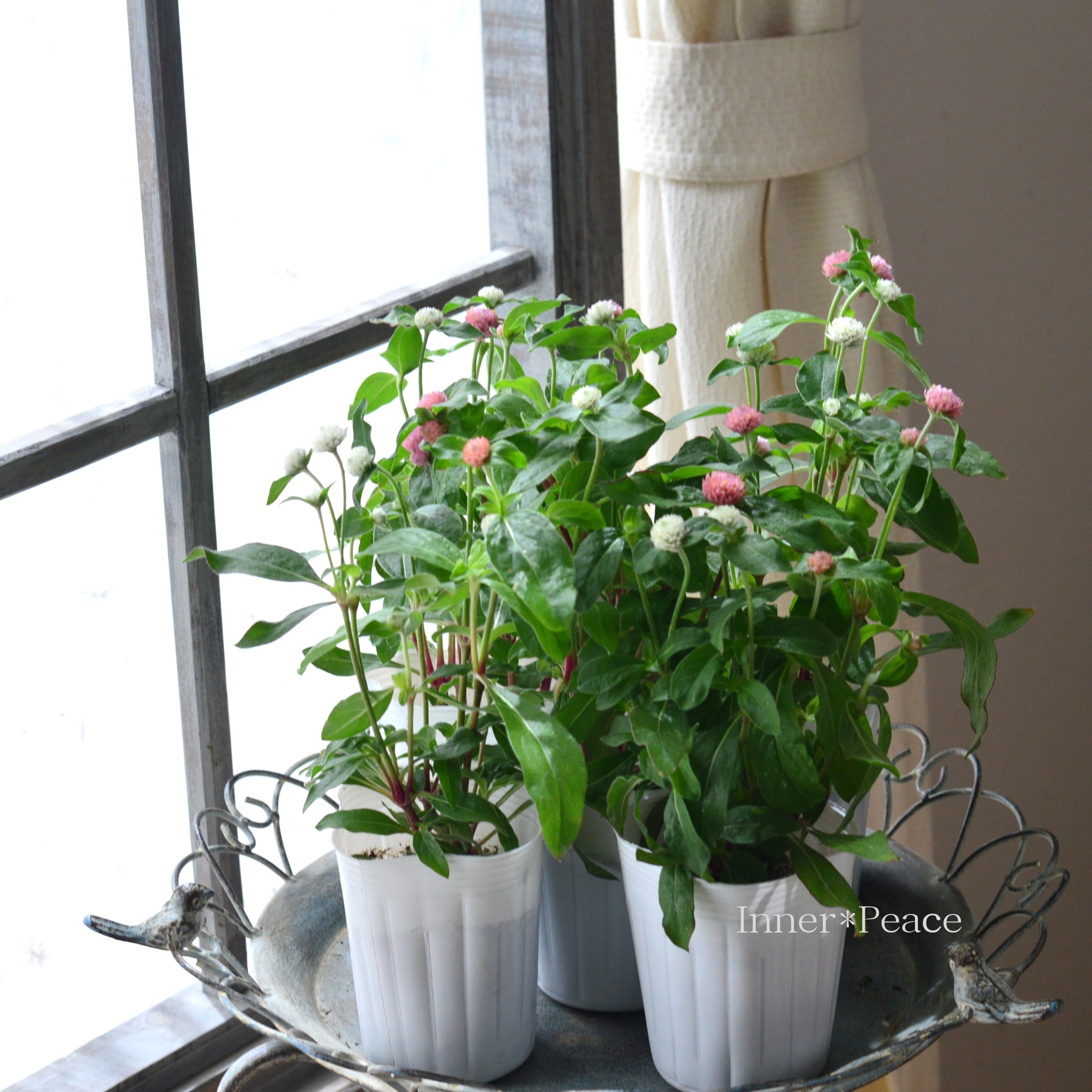 【かわいい】 千日紅 『ラスベガス・2色植え』 3寸ロングPOT