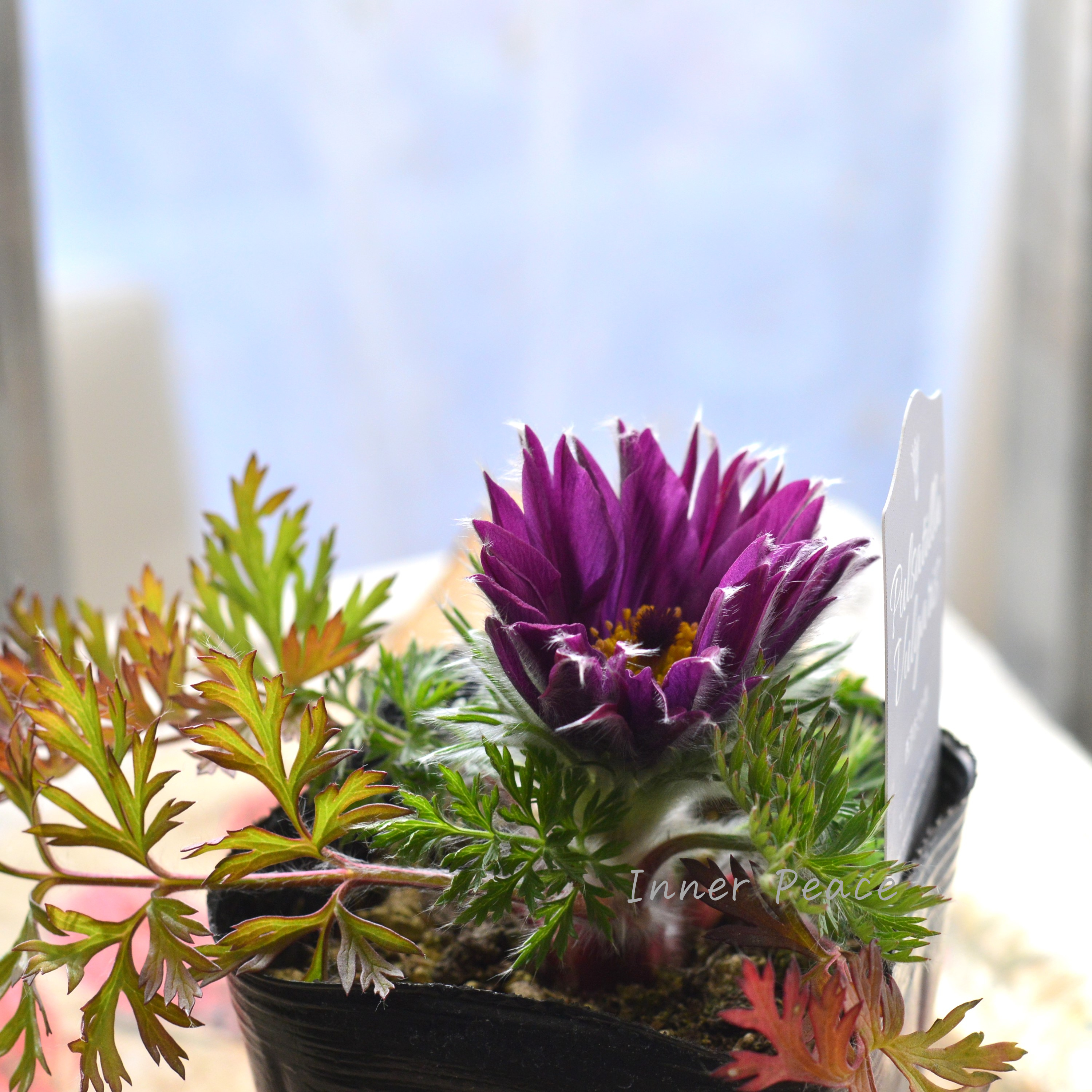 【美しい】 西洋オキナグサ 『プルサティラ ブルガリス・濃いパープル』 3.5寸POT