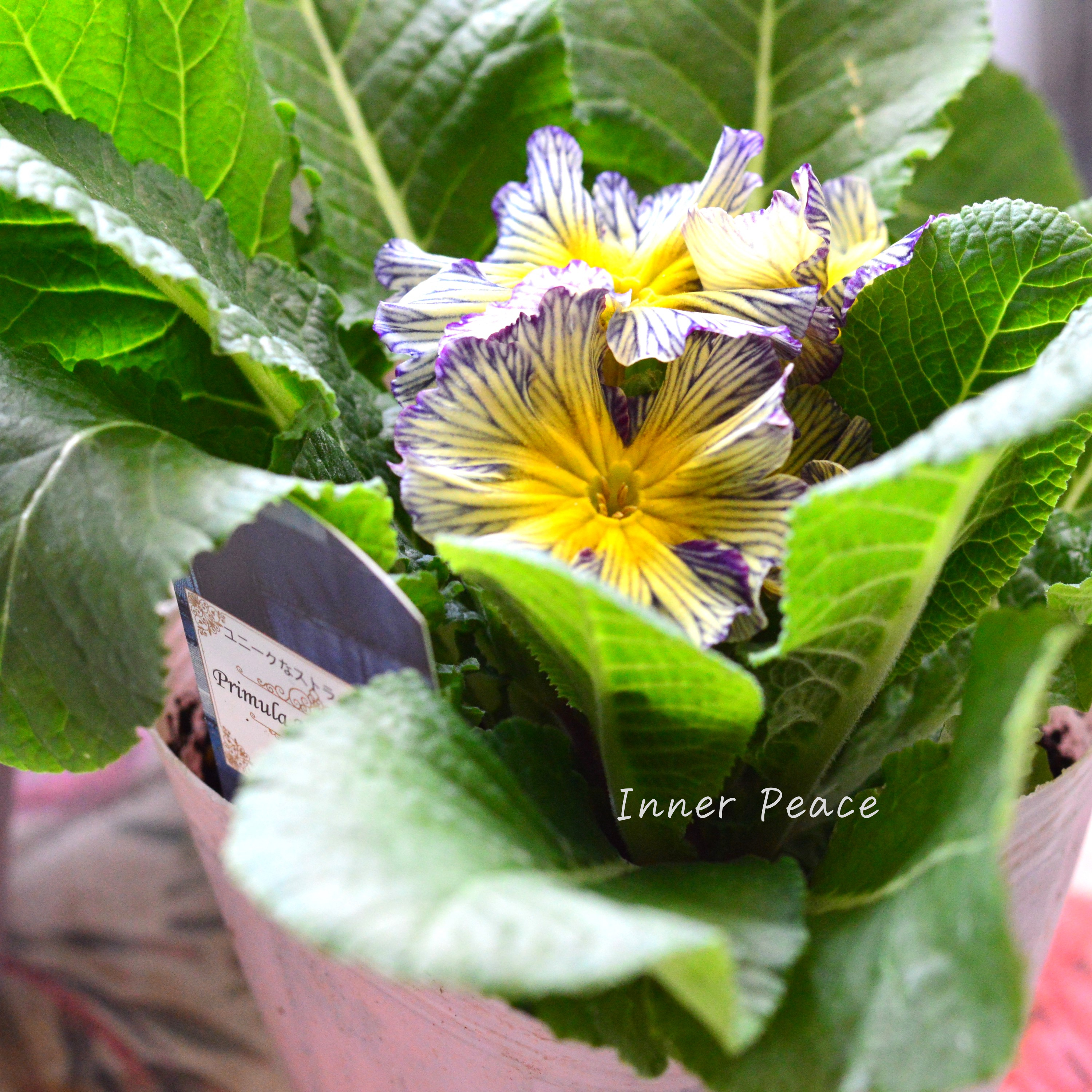 【個性的】 プリムラ 『ヴィンテージデニム』 3寸POT