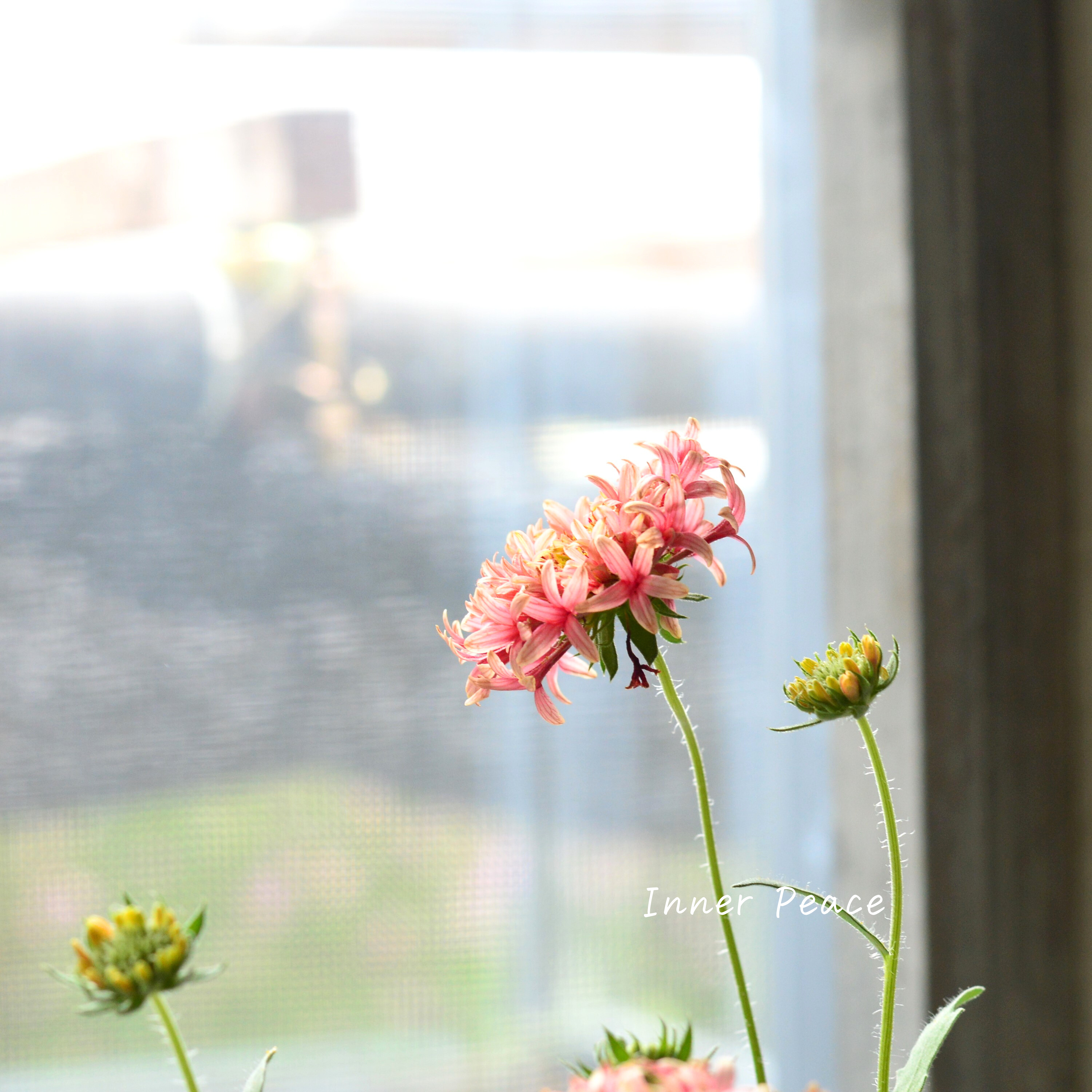 【人気】 ナラフラさんの試作品 ガイラルディア (ラズベリー系) 3寸ロングPOT