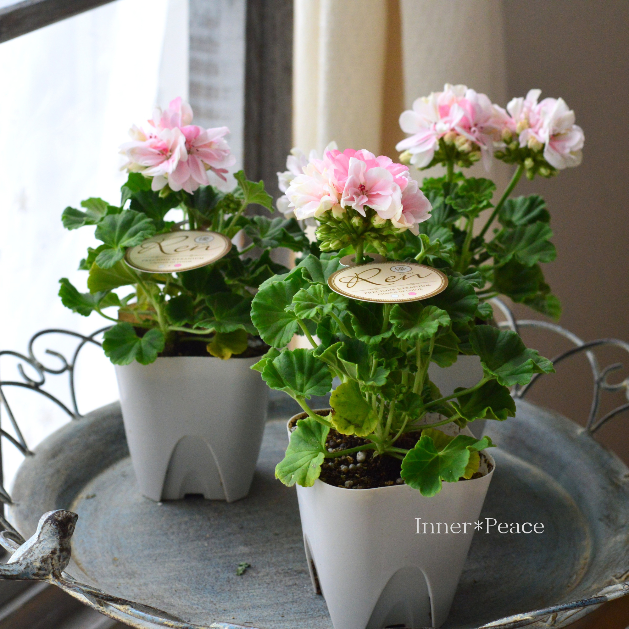 【美しい】 ゼラニウム 『Ren ~レン~』 3寸硬質POT