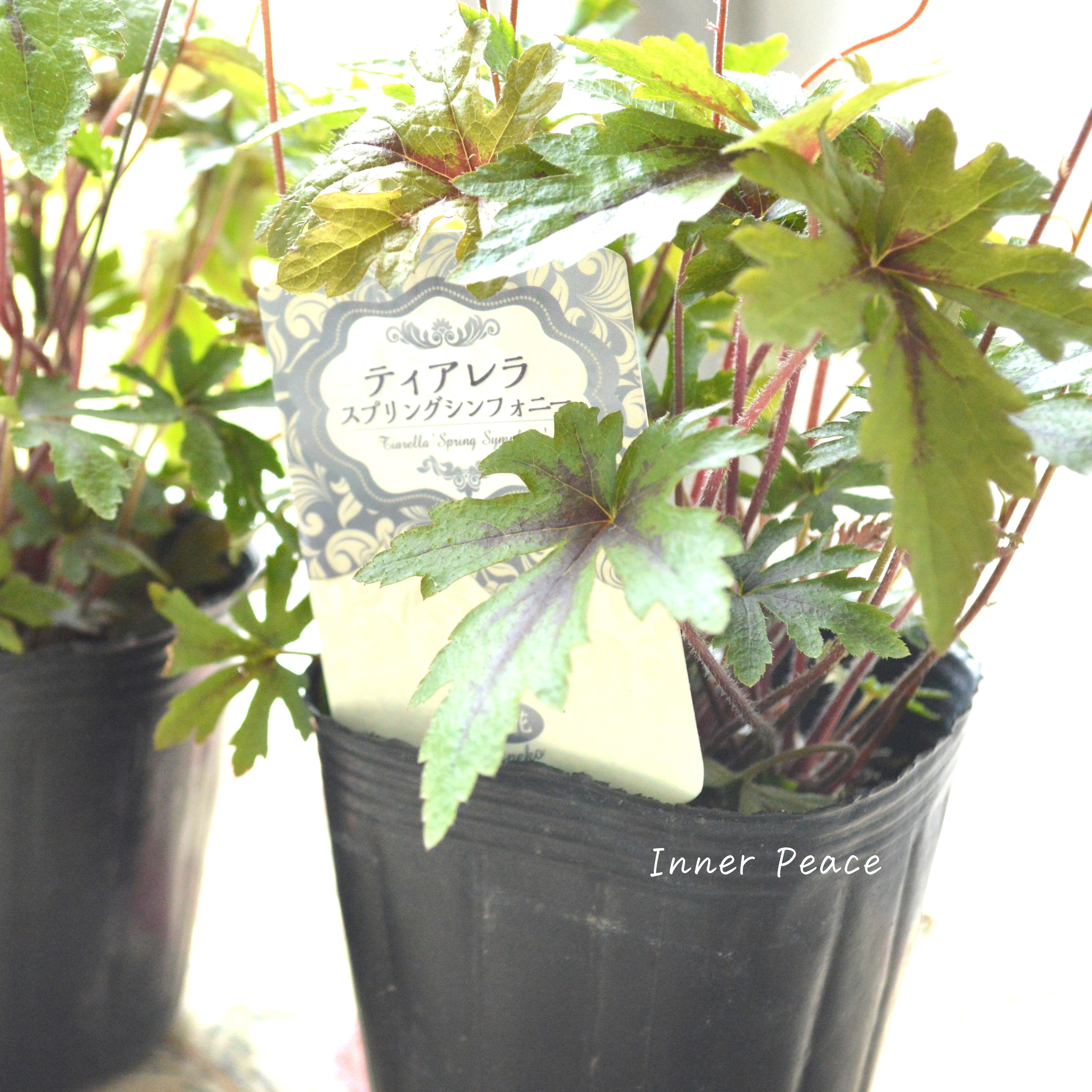 【宿根草】 ティアレラ 『スプリングシンフォニー』 2.5寸ロングPOT