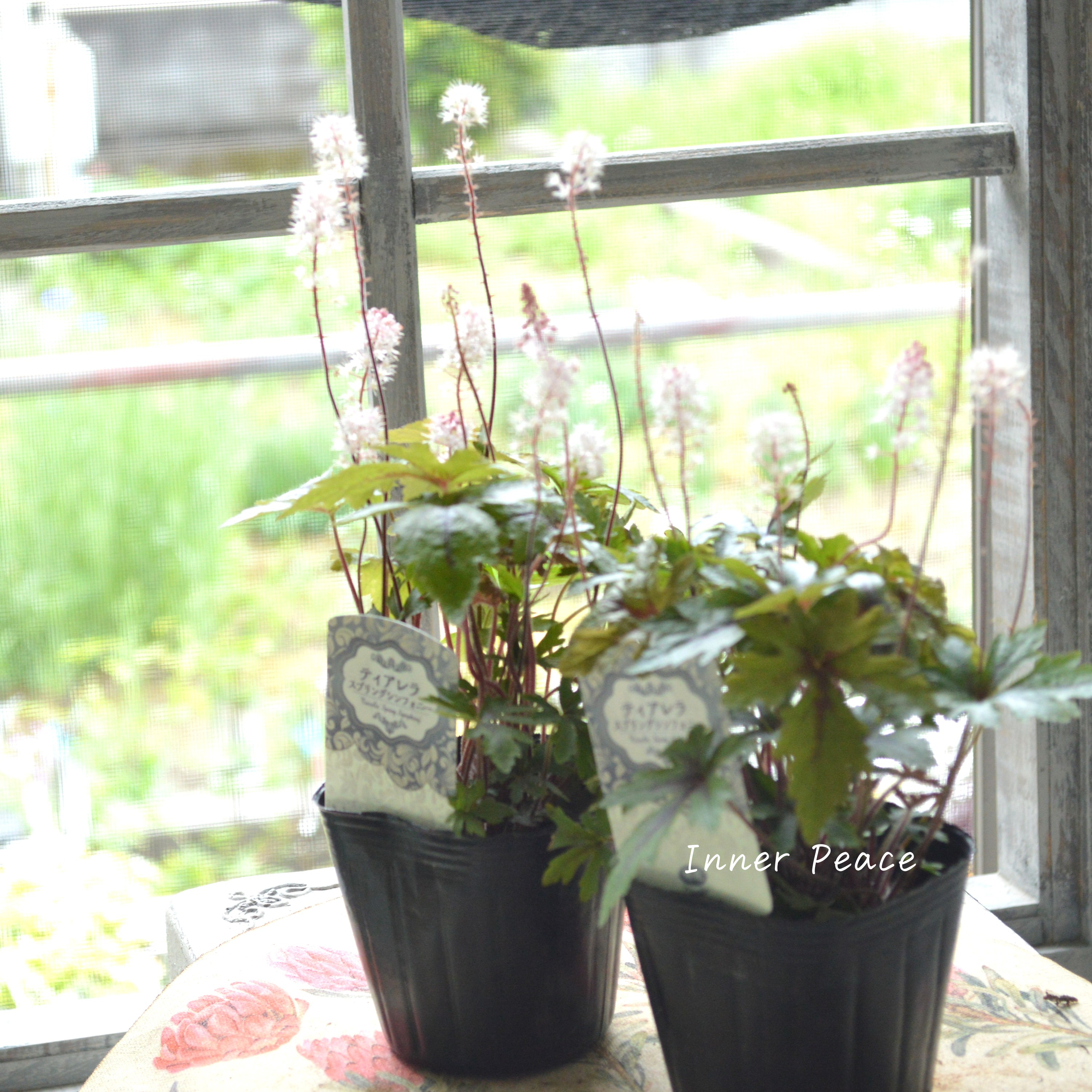 【宿根草】 ティアレラ 『スプリングシンフォニー』 2.5寸ロングPOT