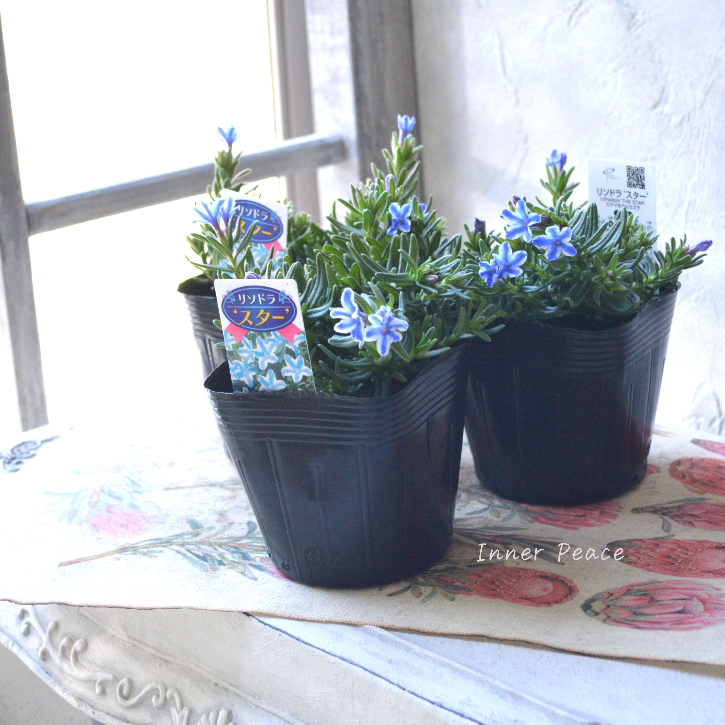 【美しい】 ミヤマホタルカズラ 『リソドラスター』 3.5寸POT