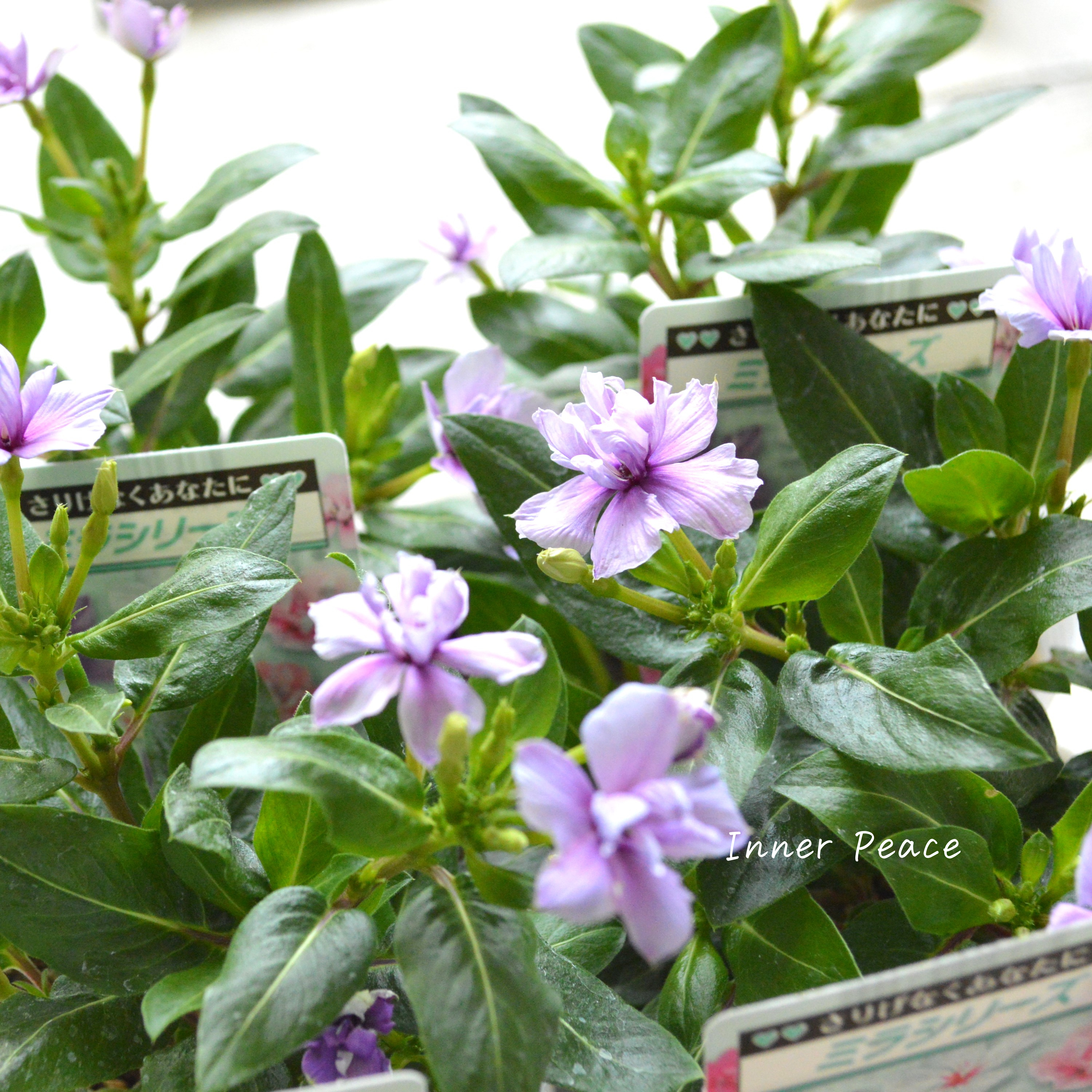 【北島園芸さん】 ニチニチソウ(八重咲き) 『ミラシリーズ・ウィスタリア』 3.5寸POT