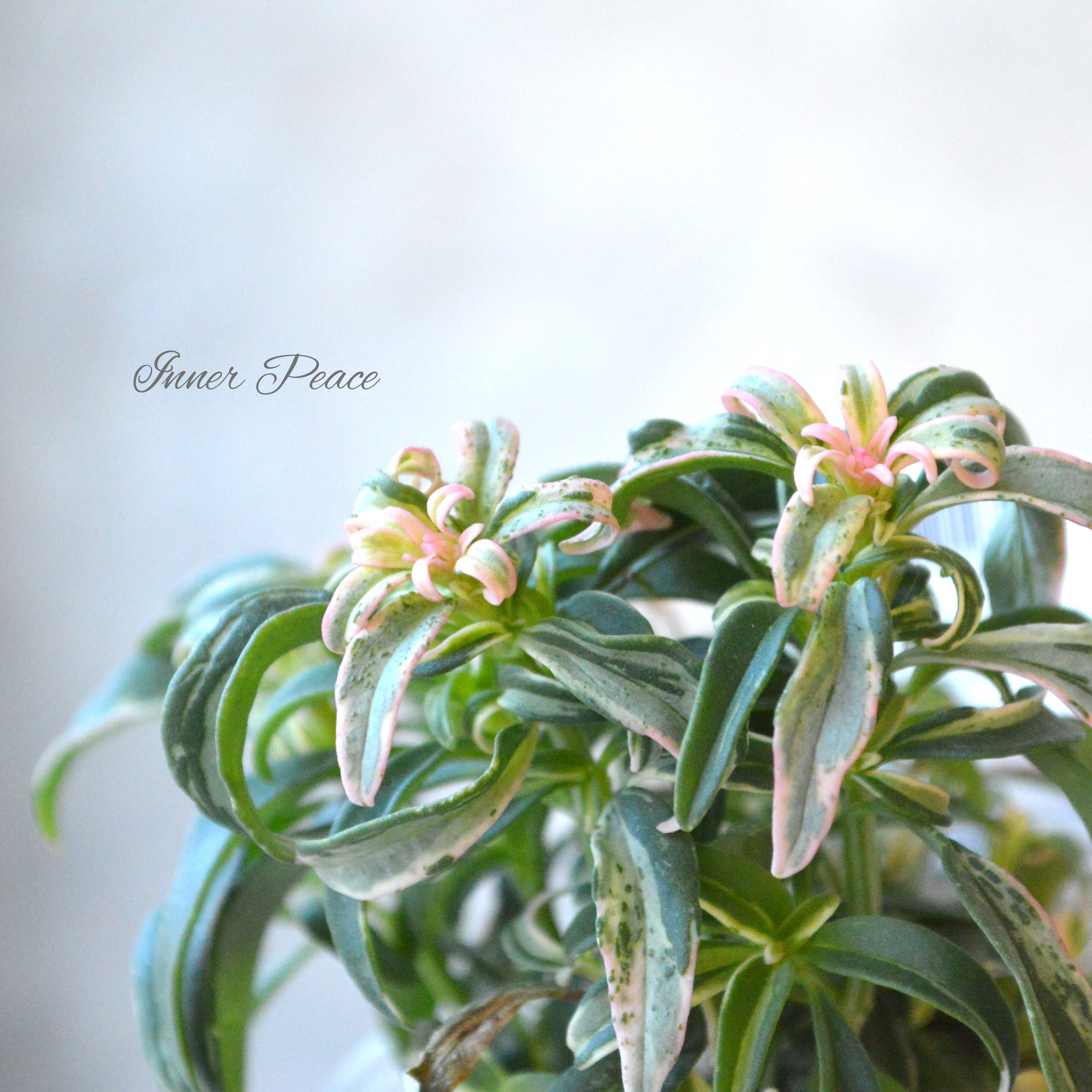 【希少】 キンギョソウ 『nagomiシリーズ・珊瑚』 2.5寸POT