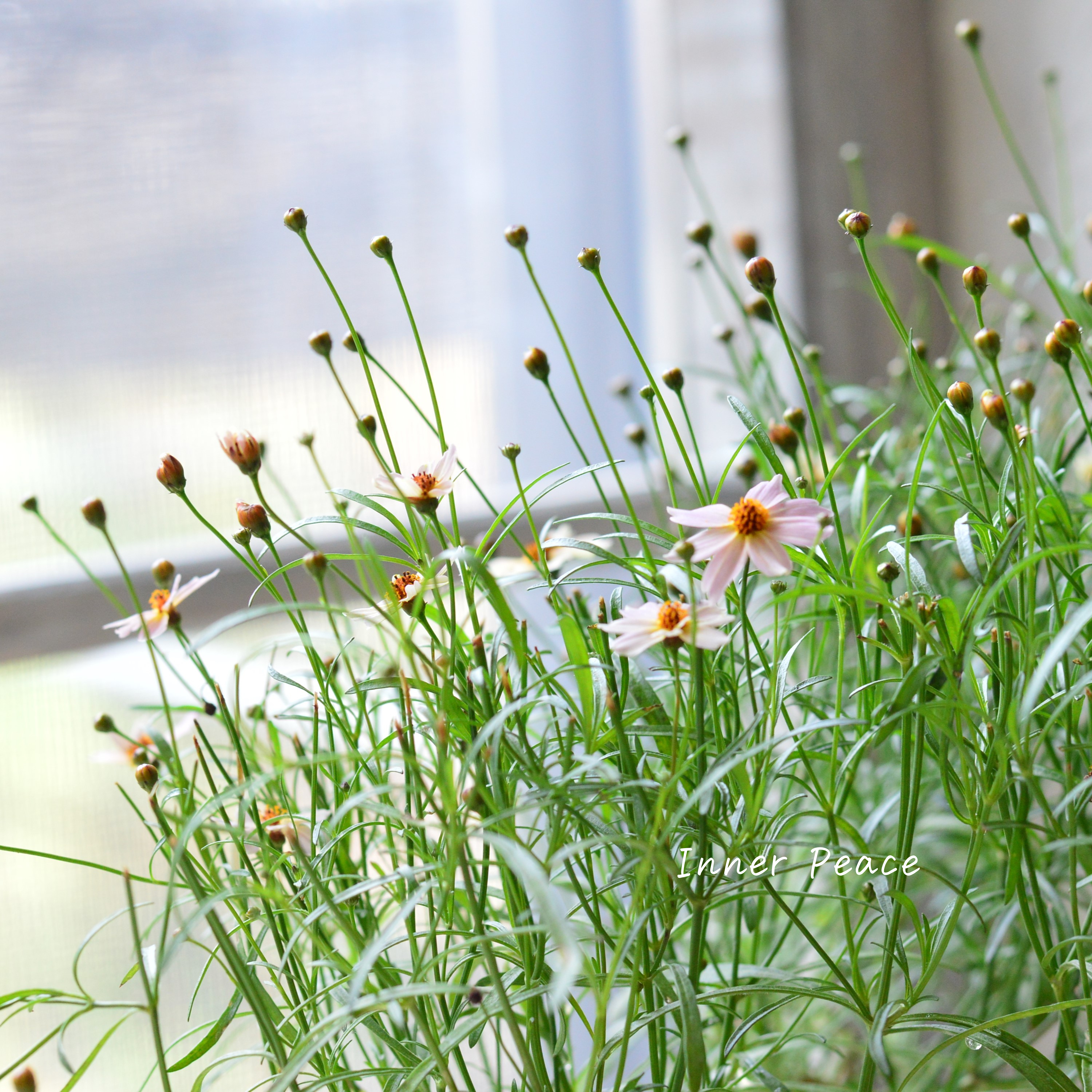 【アンティーク色】コレオプシス『ウリドリーム・ピンクリボン』 3寸POT