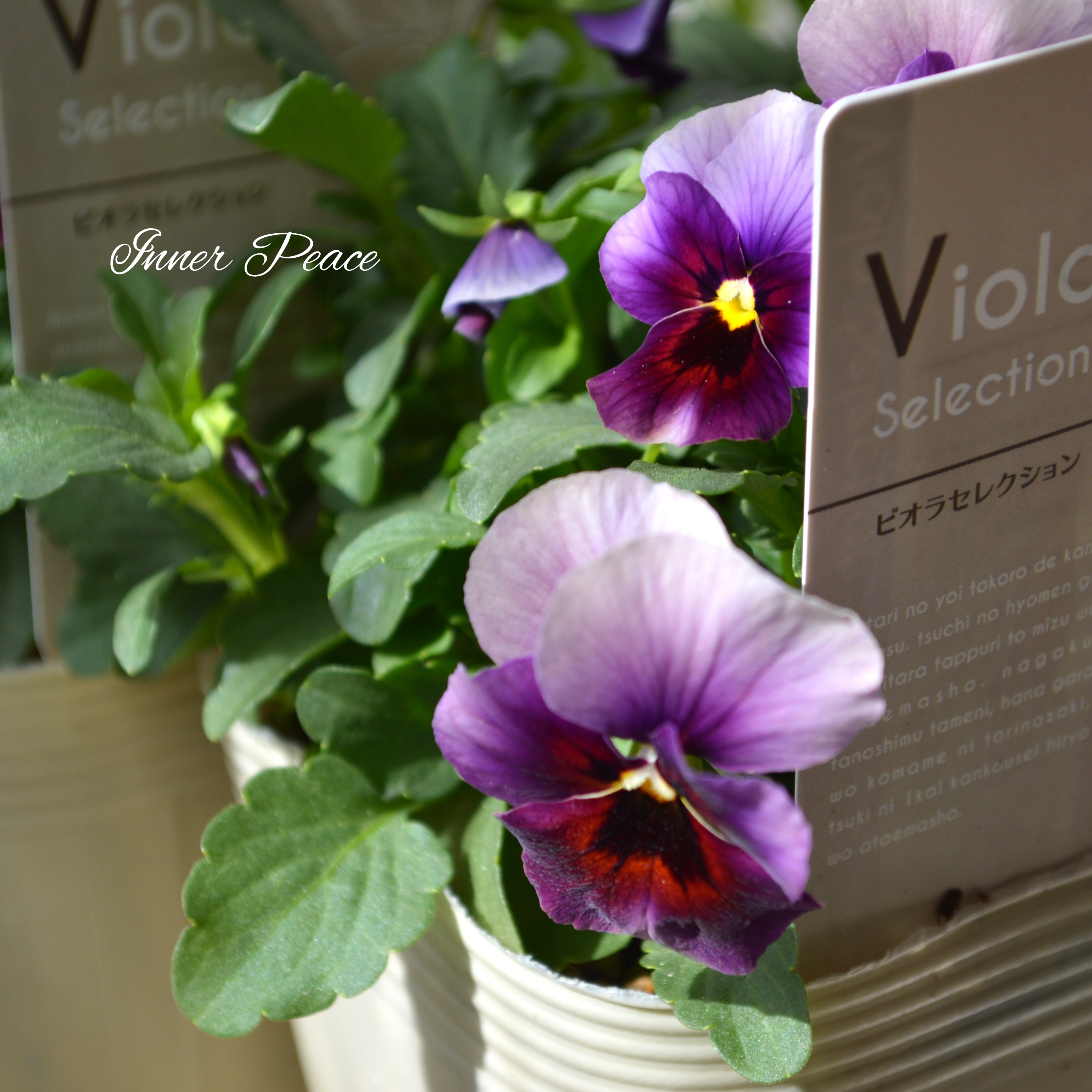 【美しい】 ビオラ 『ぶどうももか』 3.5寸POT