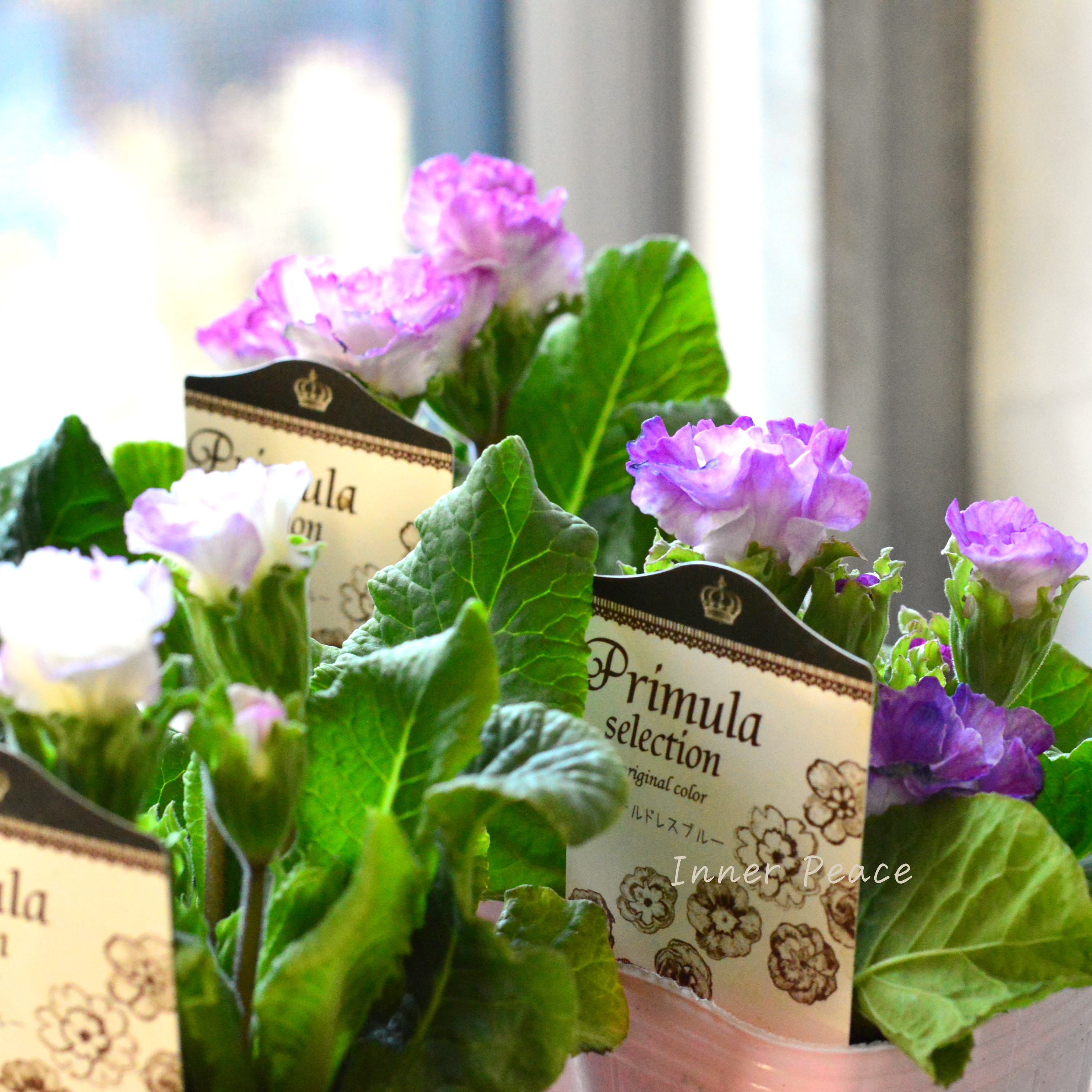 【k-plantsさん】 バラ咲き プリムラ 『カクテルドレス・ブルー』 2.5寸ロングPOT