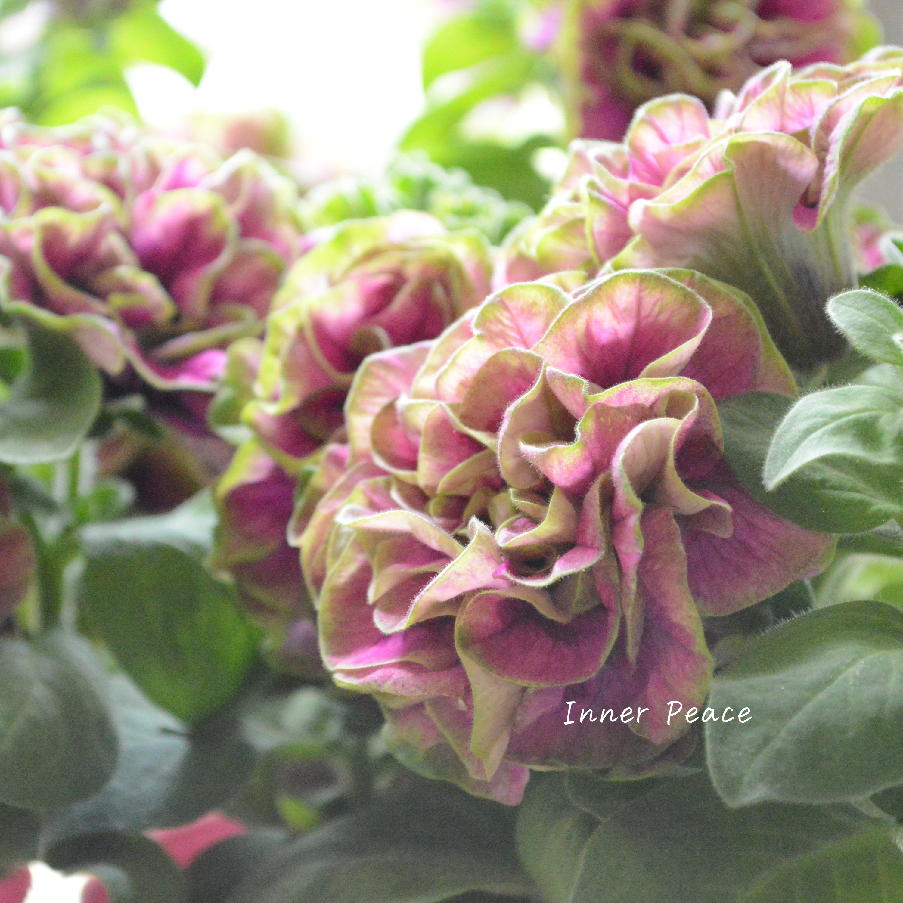 【ガルテン湘南さん】 ペチュニア 『湘南ルビーノ・ヴェルデ』 3.5寸POT