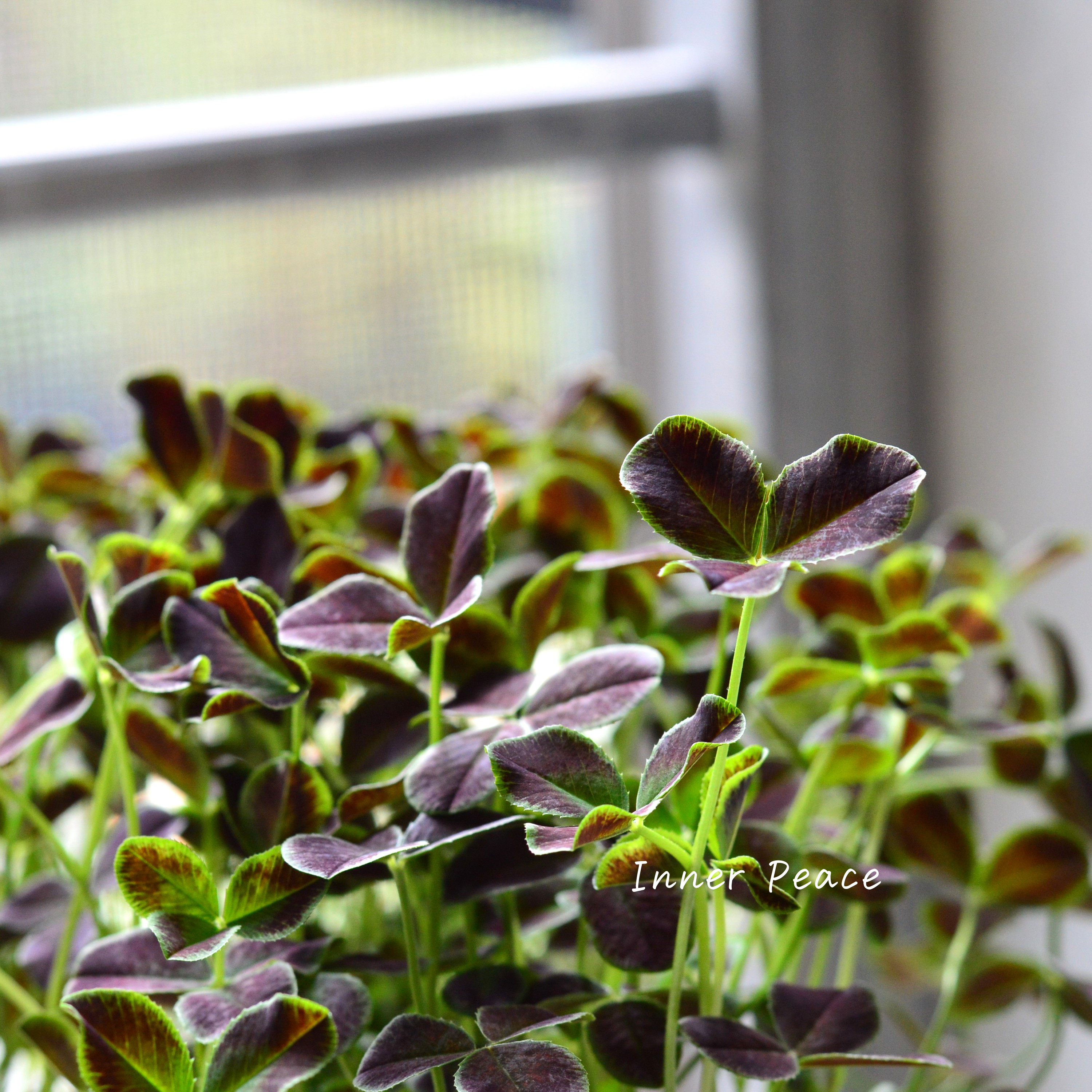 【ゲブラさん】 プリンセスクローバー 『ダークデビー』 2.5寸ロングPOT