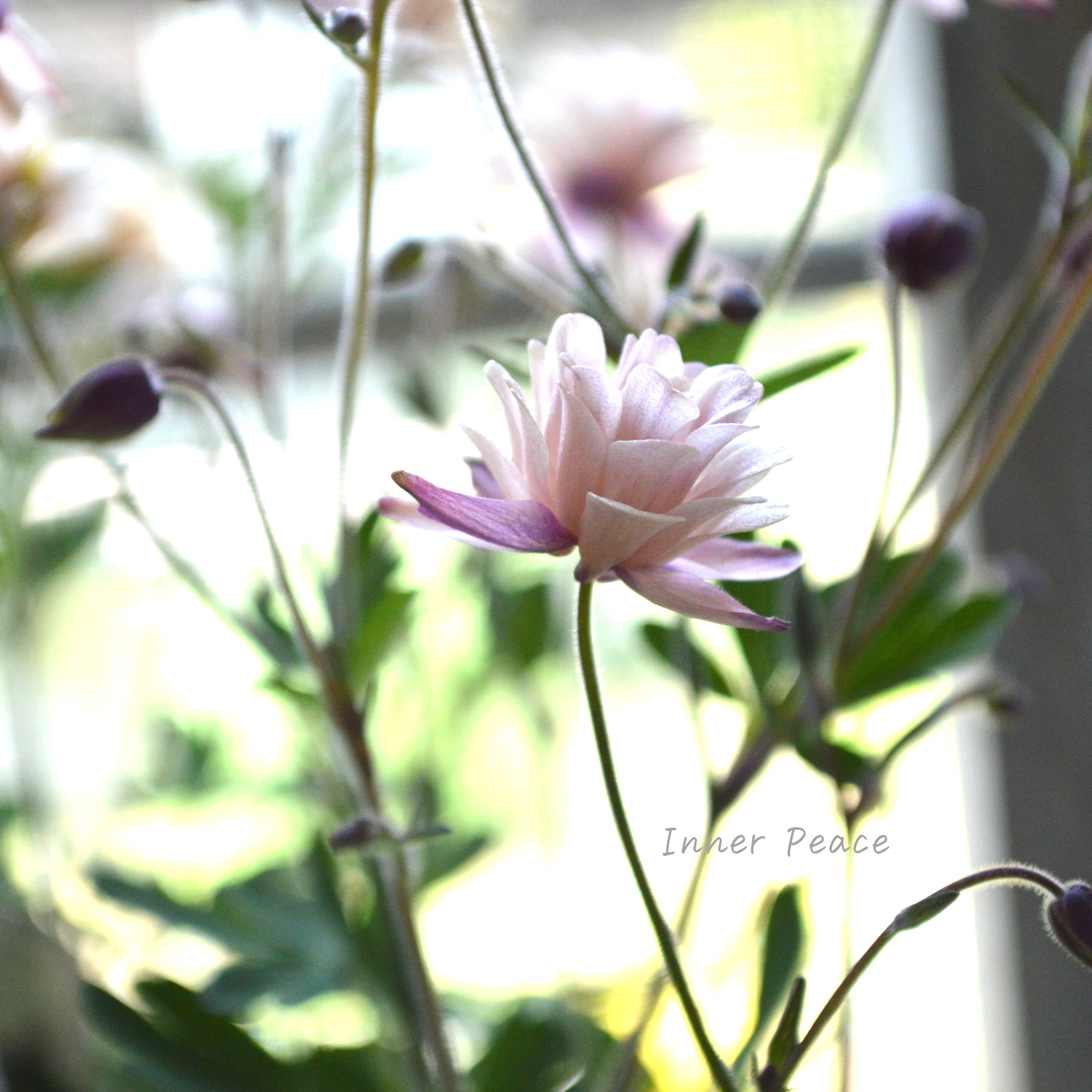 【tef*tef*さんオリジナル】 八重咲きオダマキ 『クラシカルセピア』 3.5寸ロングPOT