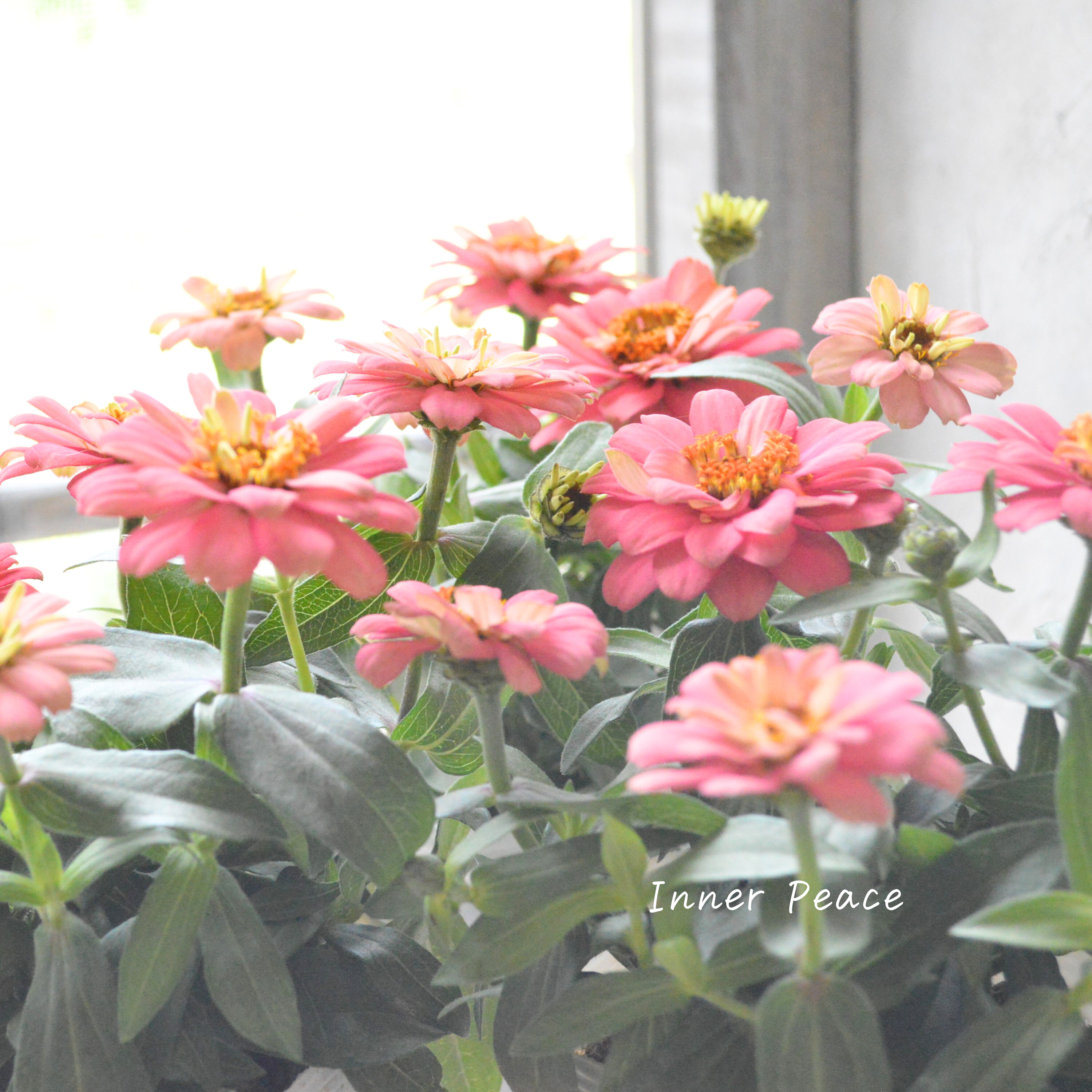 【八重咲き】ジニア・ダブルザハラ『サーモン』 3.5寸POT