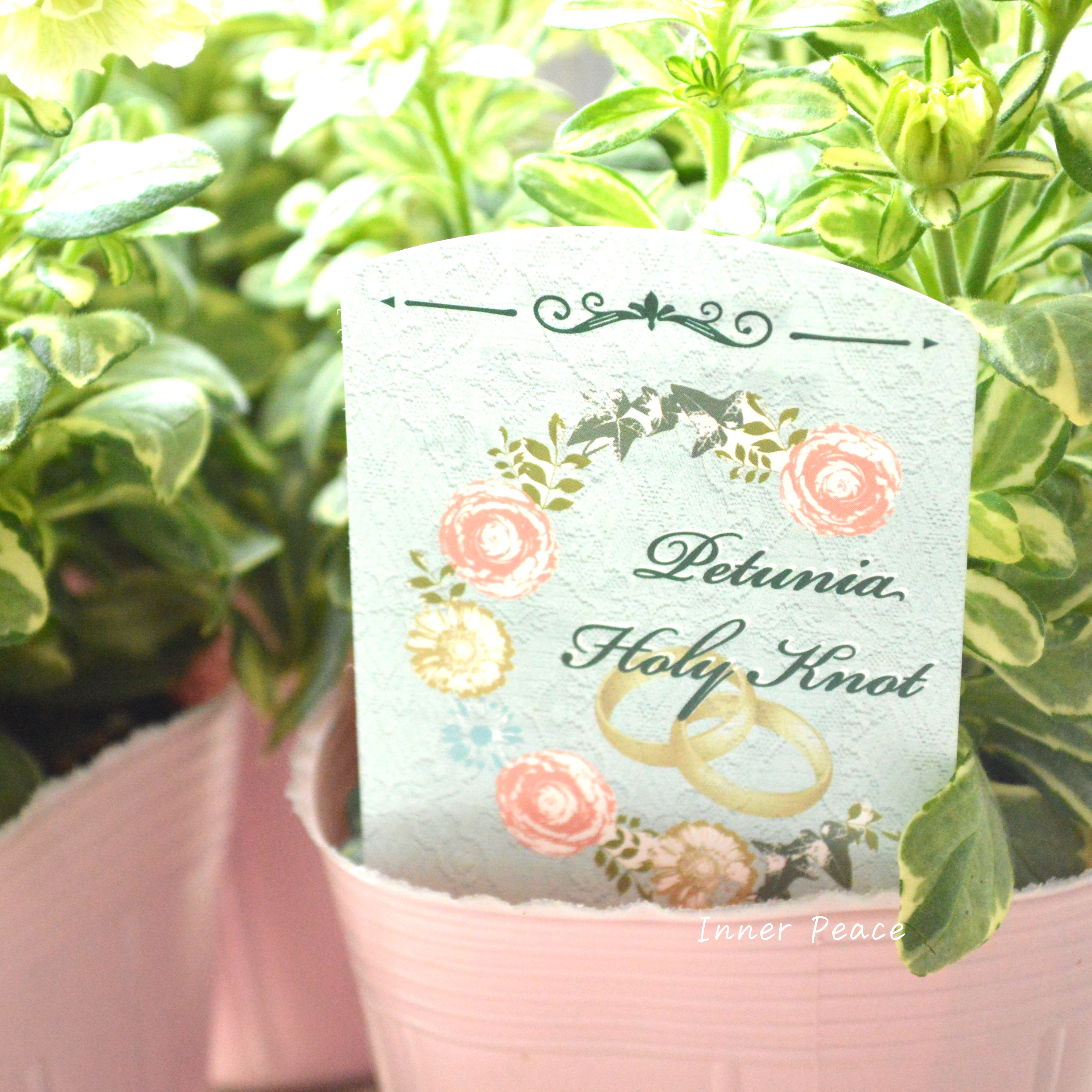 【希少】 斑入りペチュニア 『ホーリーノット』 3.5寸POT