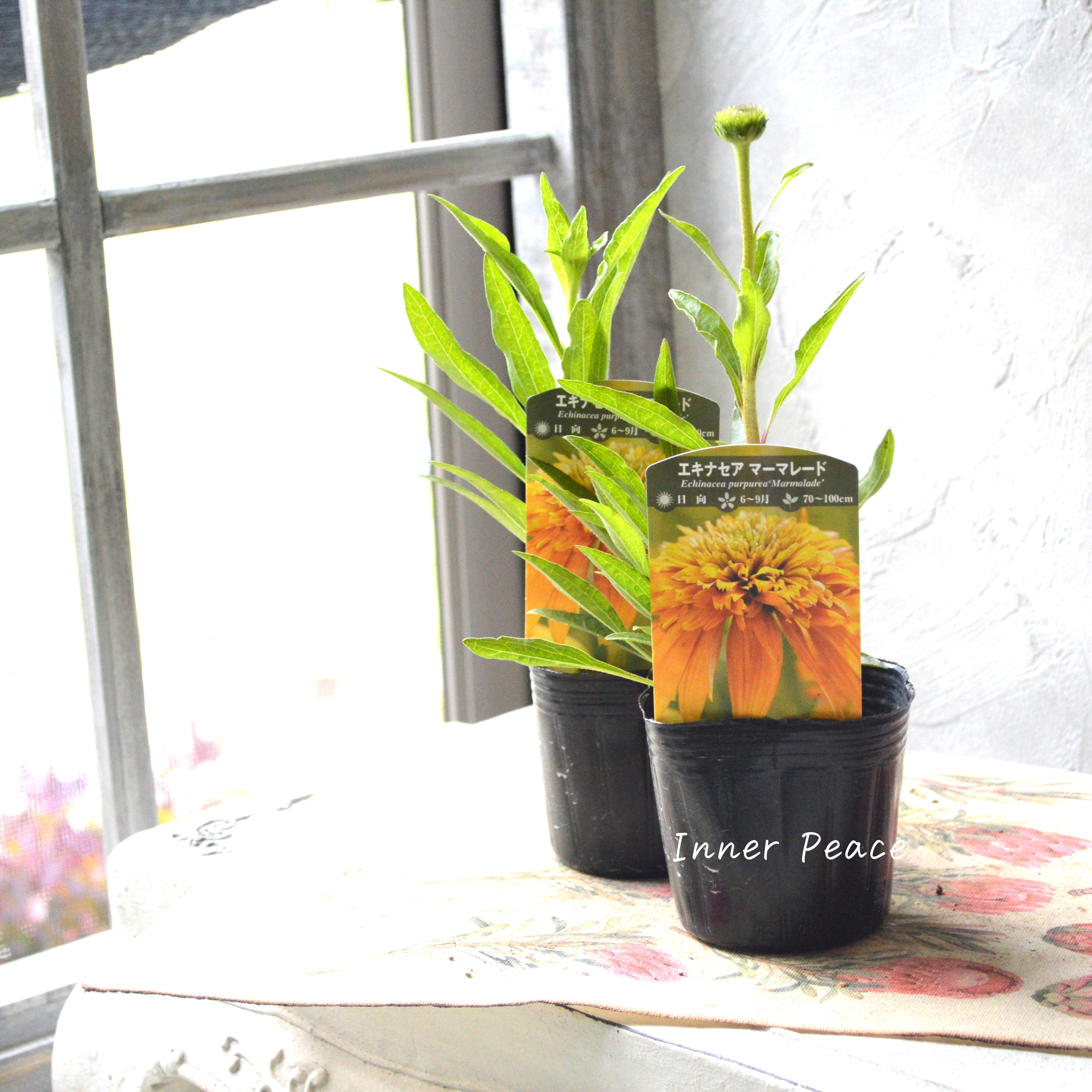 【暑さ寒さに強い】 エキナセア 『マーマレード』植え込み用 3寸POT
