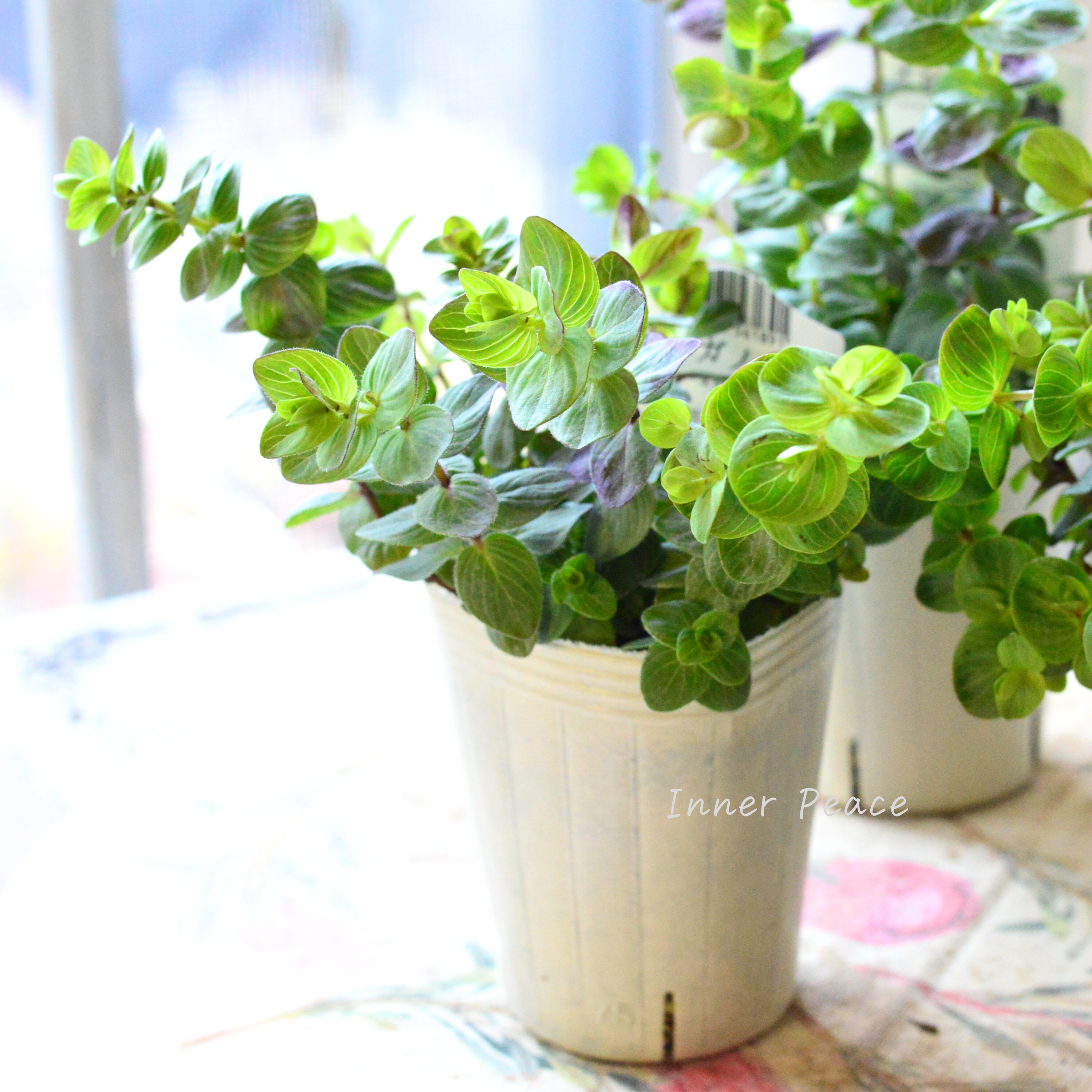 【人気】 オレガノ 『ミルフィーユリーフ』  2.5寸POT