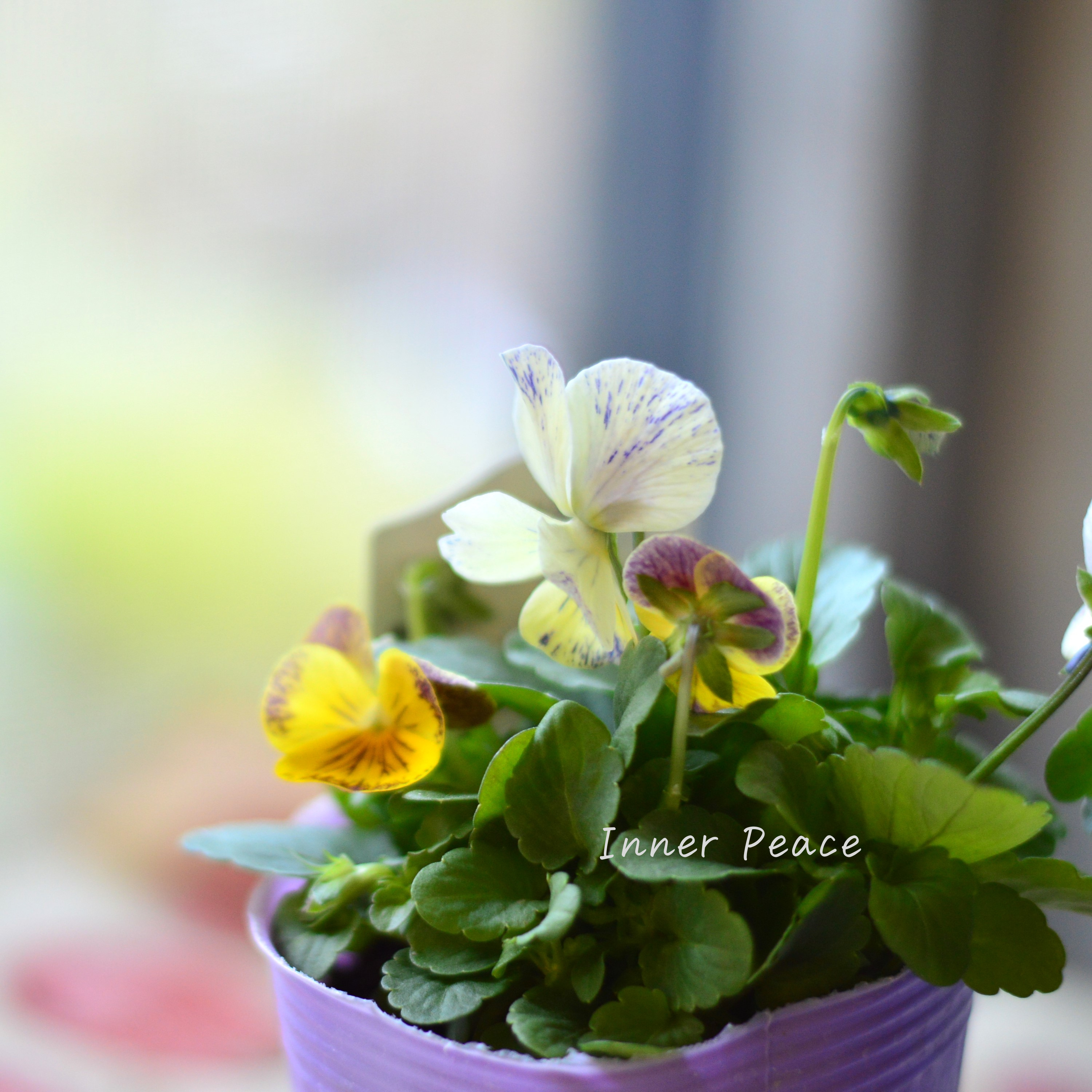 【花夢園芸さん】 ビオラ 『レパード・Aタイプ』 3寸ロングPOT