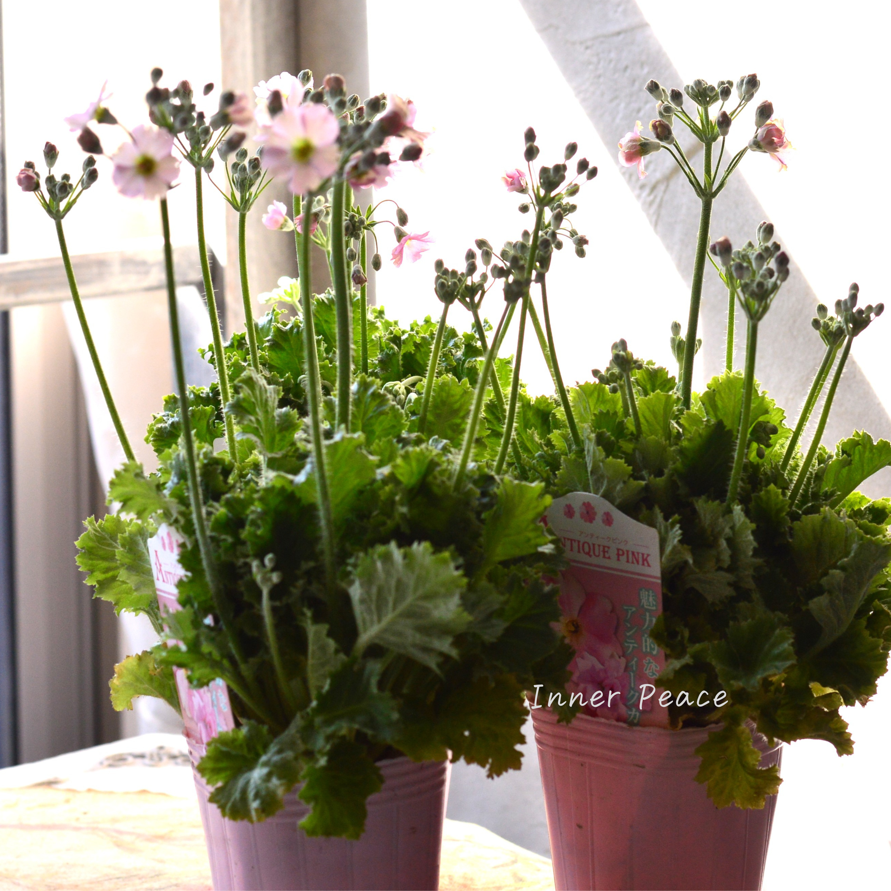 【k-plantsさん】 プリムラ マラコイデス 『アンティークピンク』 2.5寸ロングポット