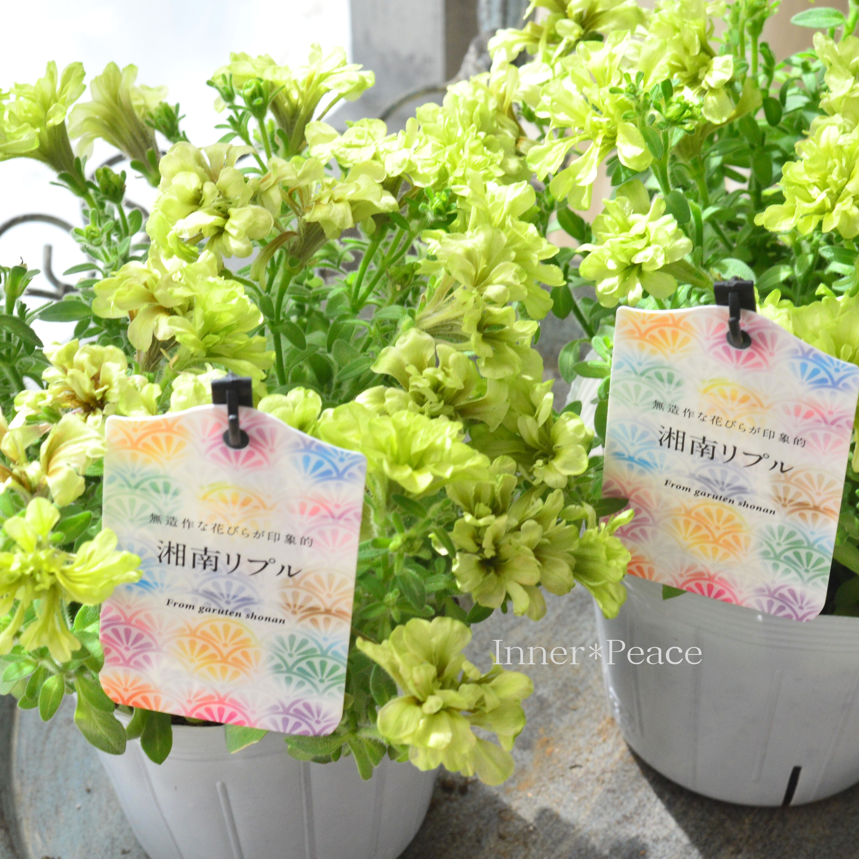 【ガルテン湘南さん】 ペチュニア 『湘南リプル・ウーヴァ』 3.5寸POT