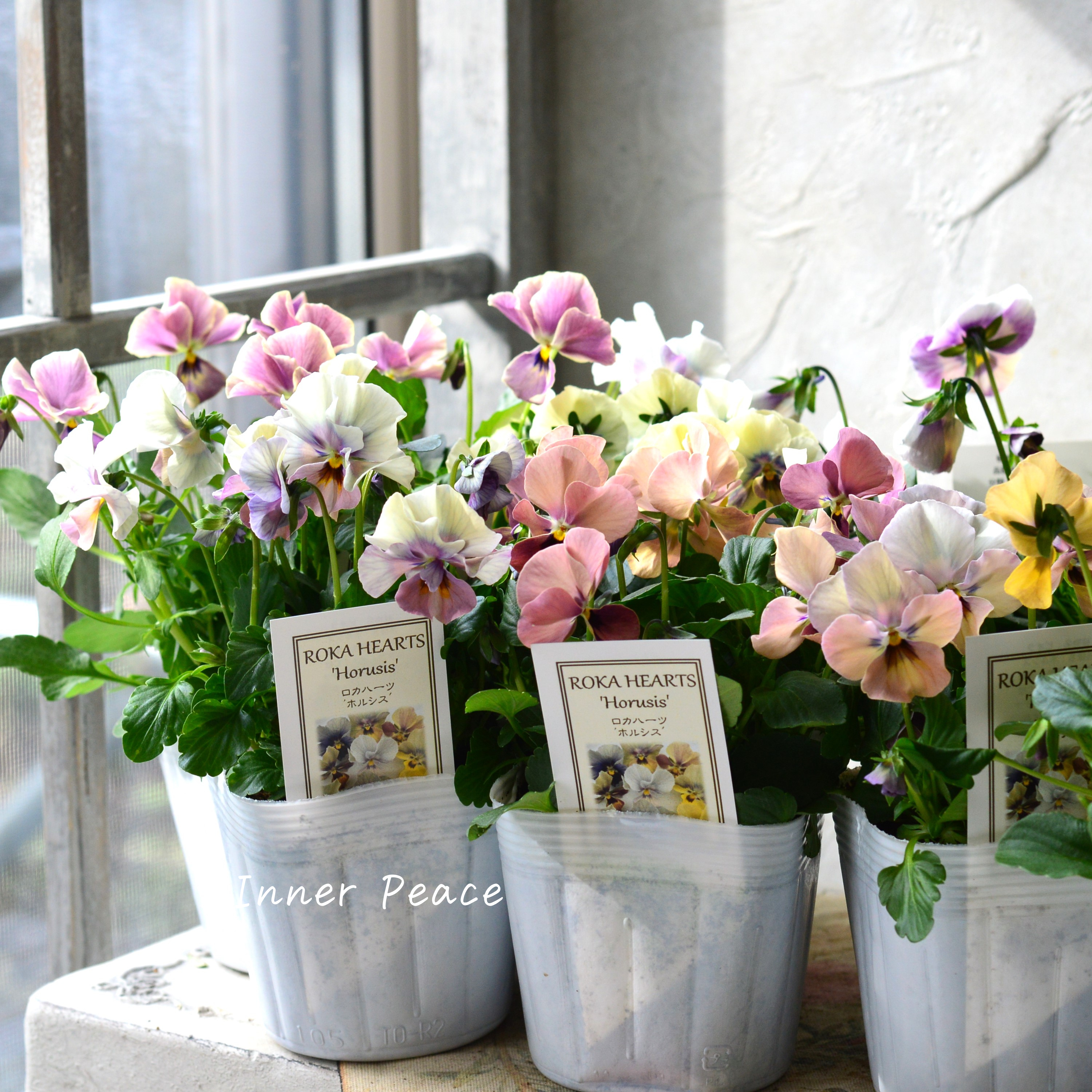 【美しい】 ビオラ ロカハーツ 『ホルシス』 3.5寸POT