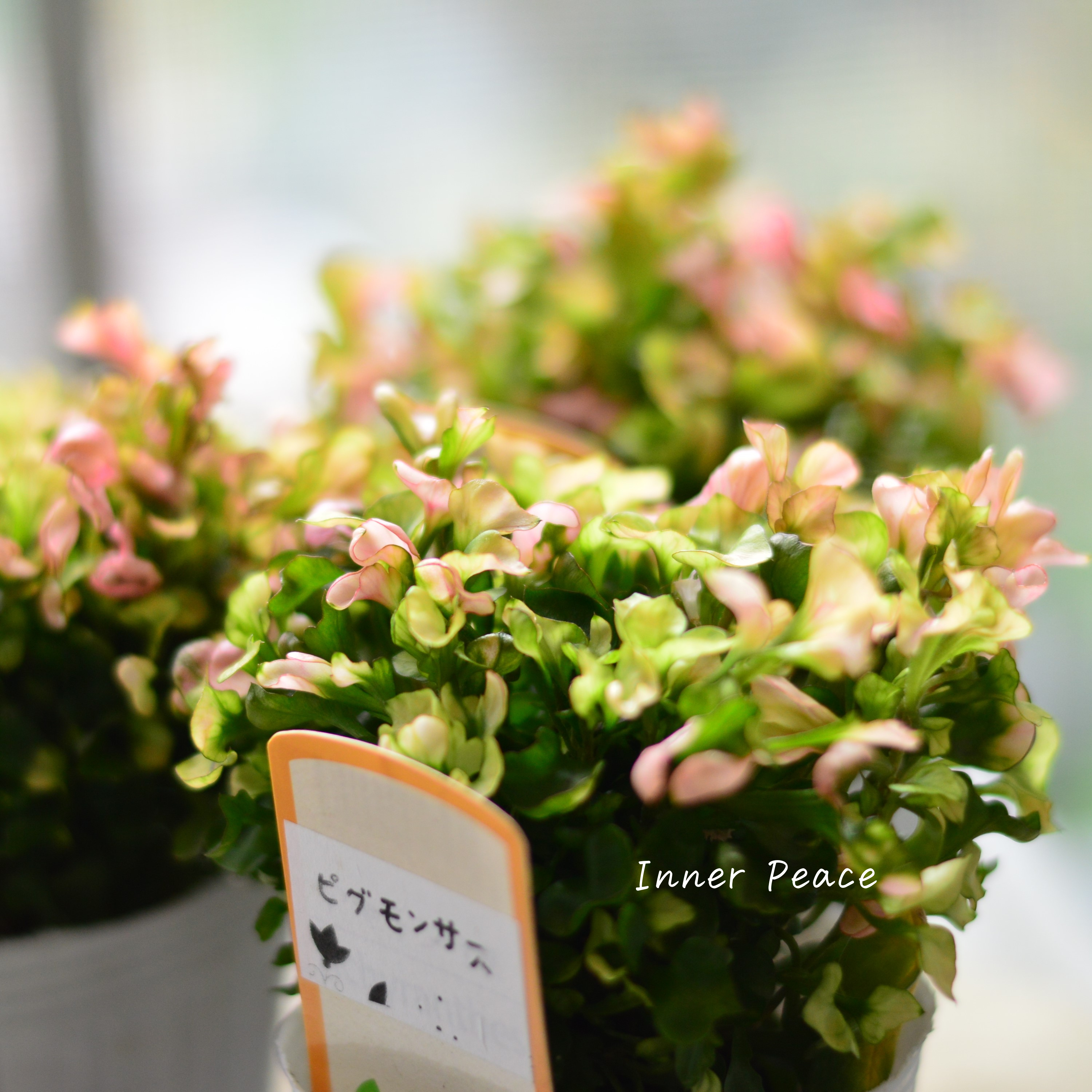 【秋色】アルテルナンテラ『ピグモンサス』 2.5寸POT