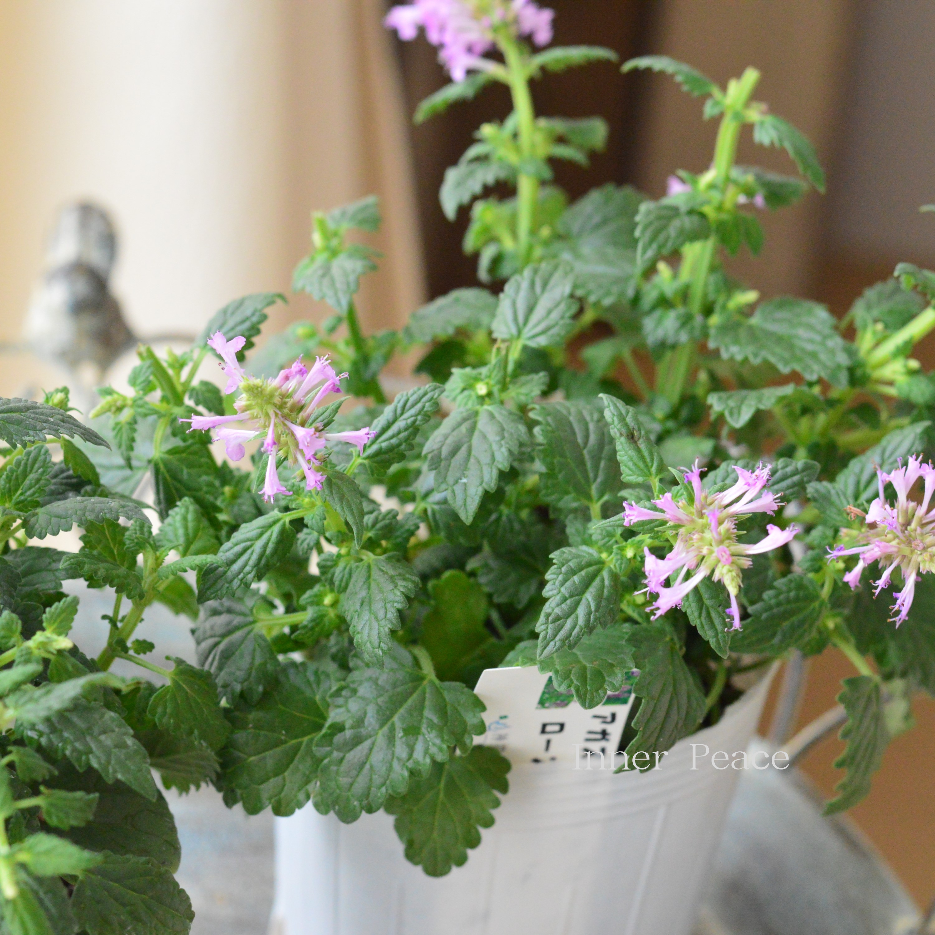 【良い香り】 アガスターシェ 『ローズミント』 3寸ロングPOT