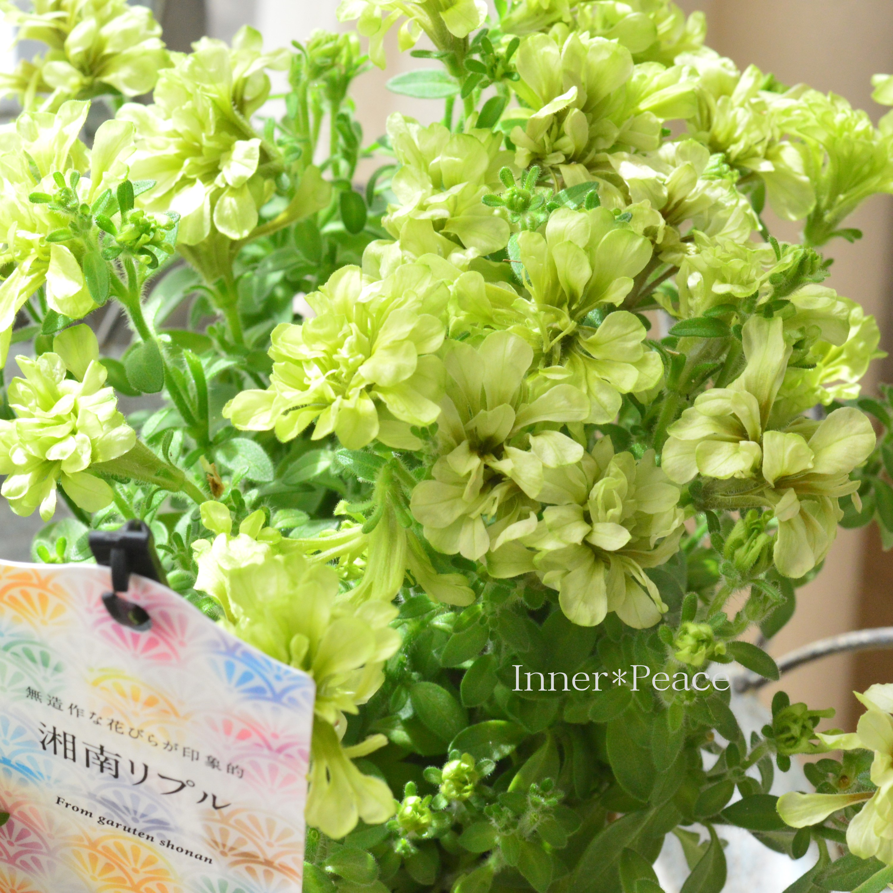 【ガルテン湘南さん】 ペチュニア 『湘南リプル・ウーヴァ』 3.5寸POT