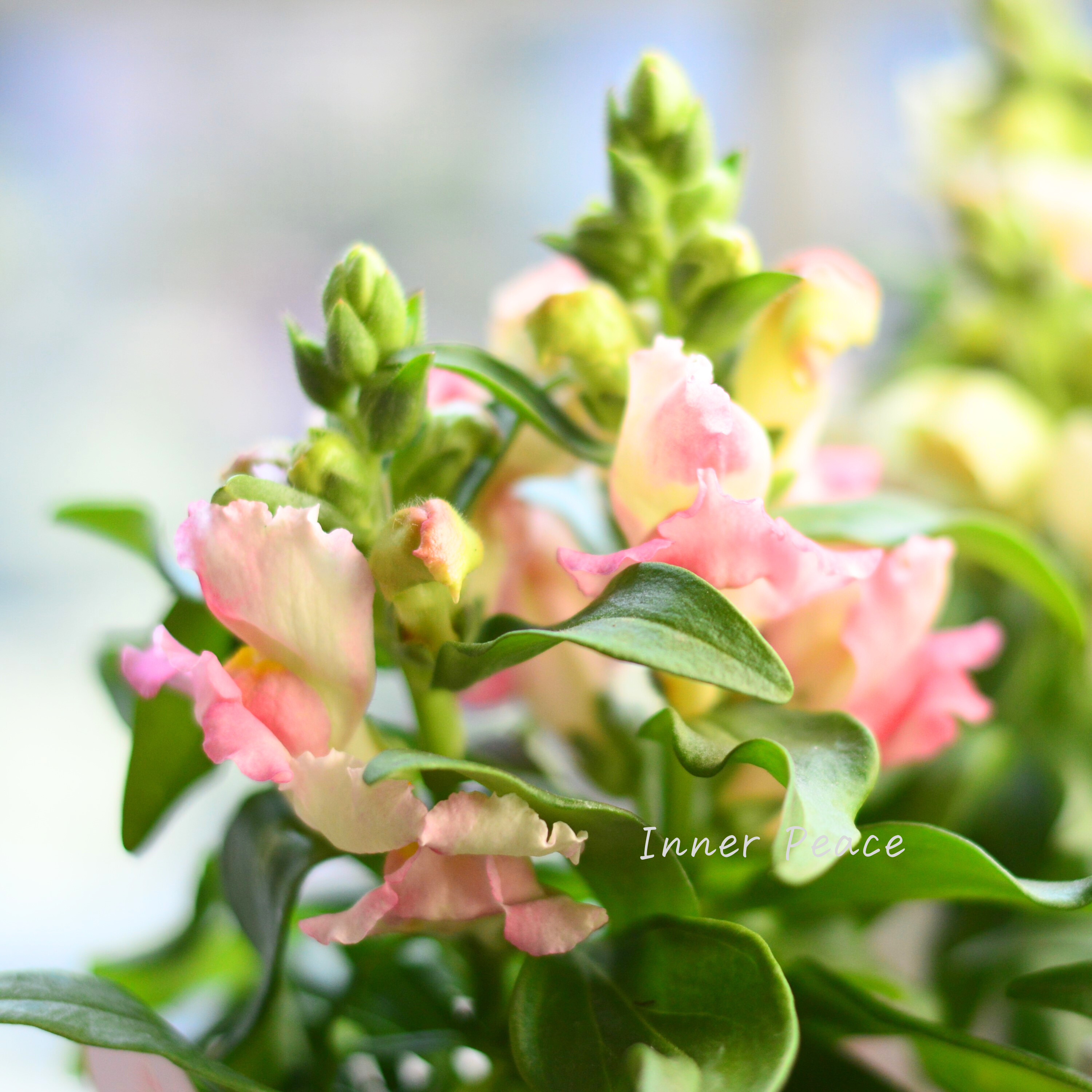 【かわいい】 キンギョソウ 『キャンディートップス・ピンクバイカラー』 3寸ロングPOT