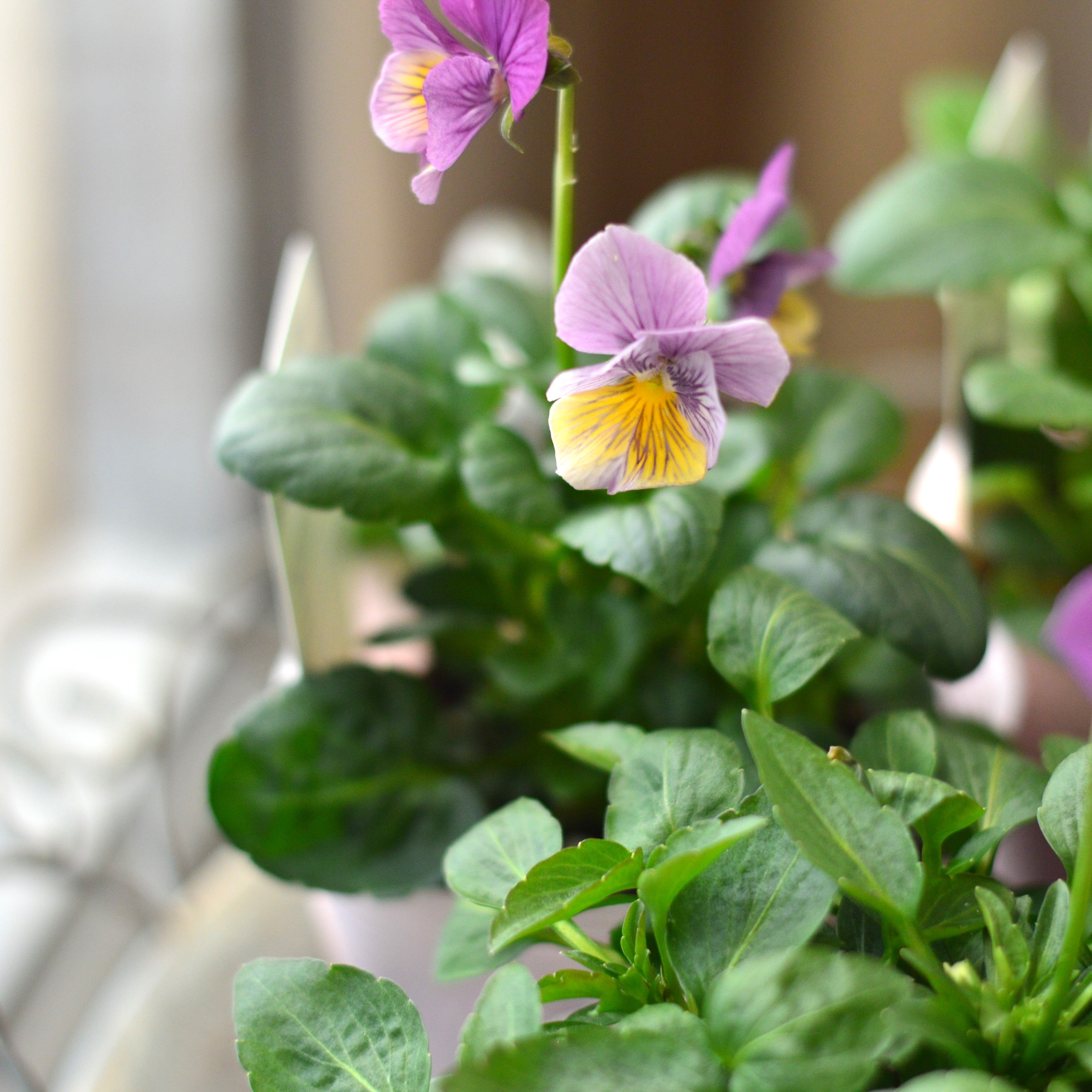 【石村あさみさん育種】 ビオラ 『A-STORY・流星 ピンク系』 3.5寸POT