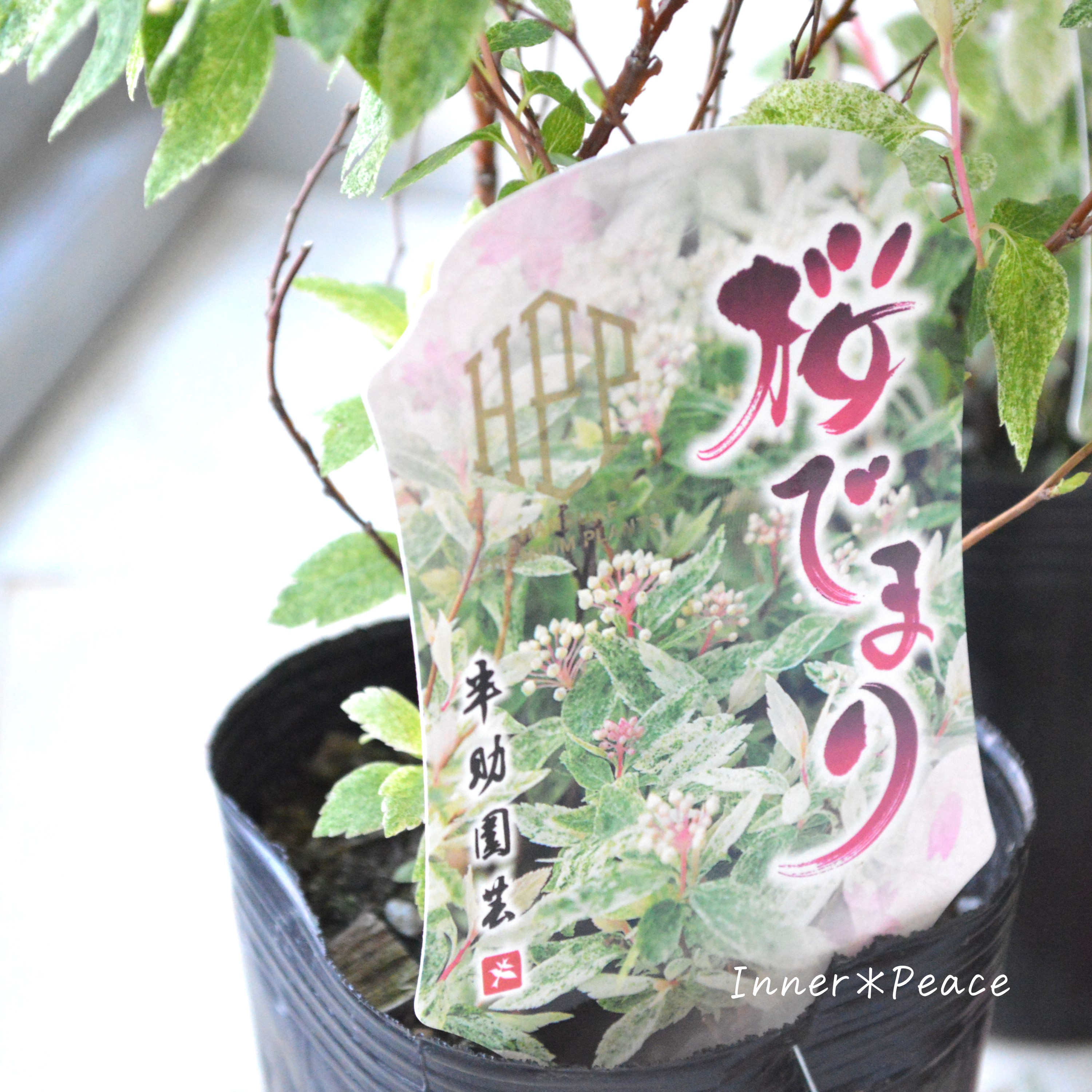 【斑入り】コデマリ 『桜でまり・ピンクアイス』 3寸ロングPOT