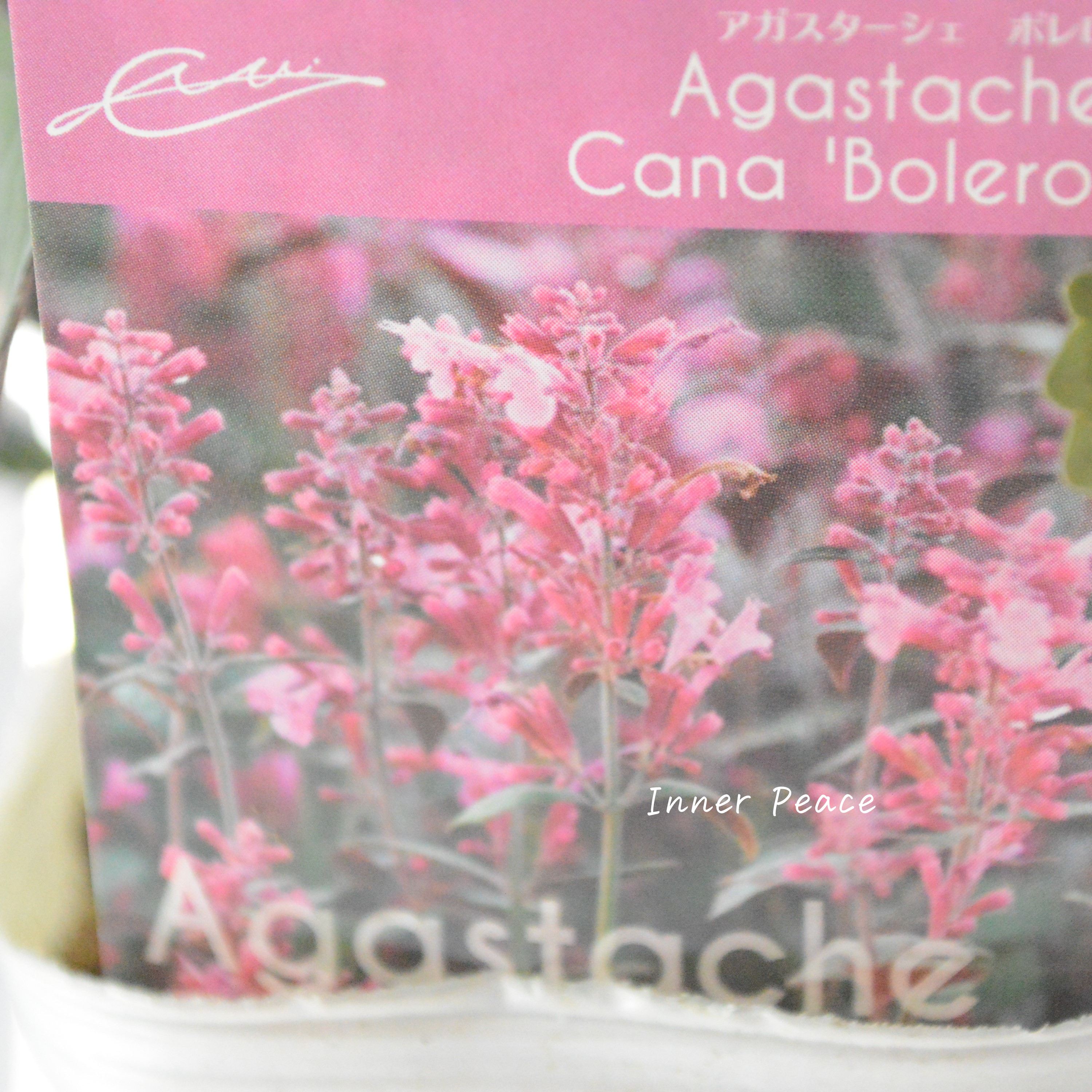 【暑さ寒さに強い】 アガスターシェ 『ボレロ』 植え込み用 3寸ロングPOT