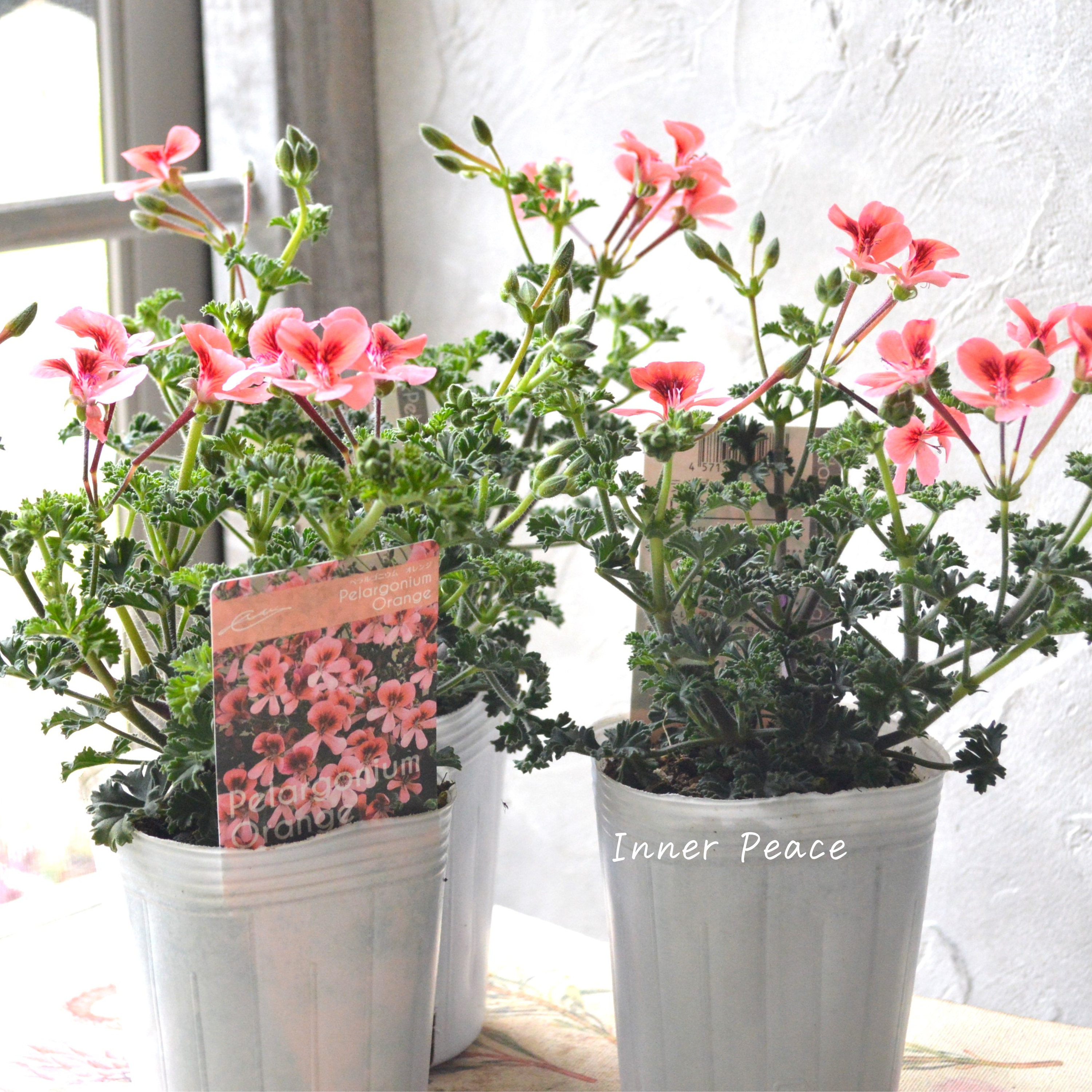 【大人かわいい】 ペラルゴニウム 『オレンジ』 3寸ロングPOT