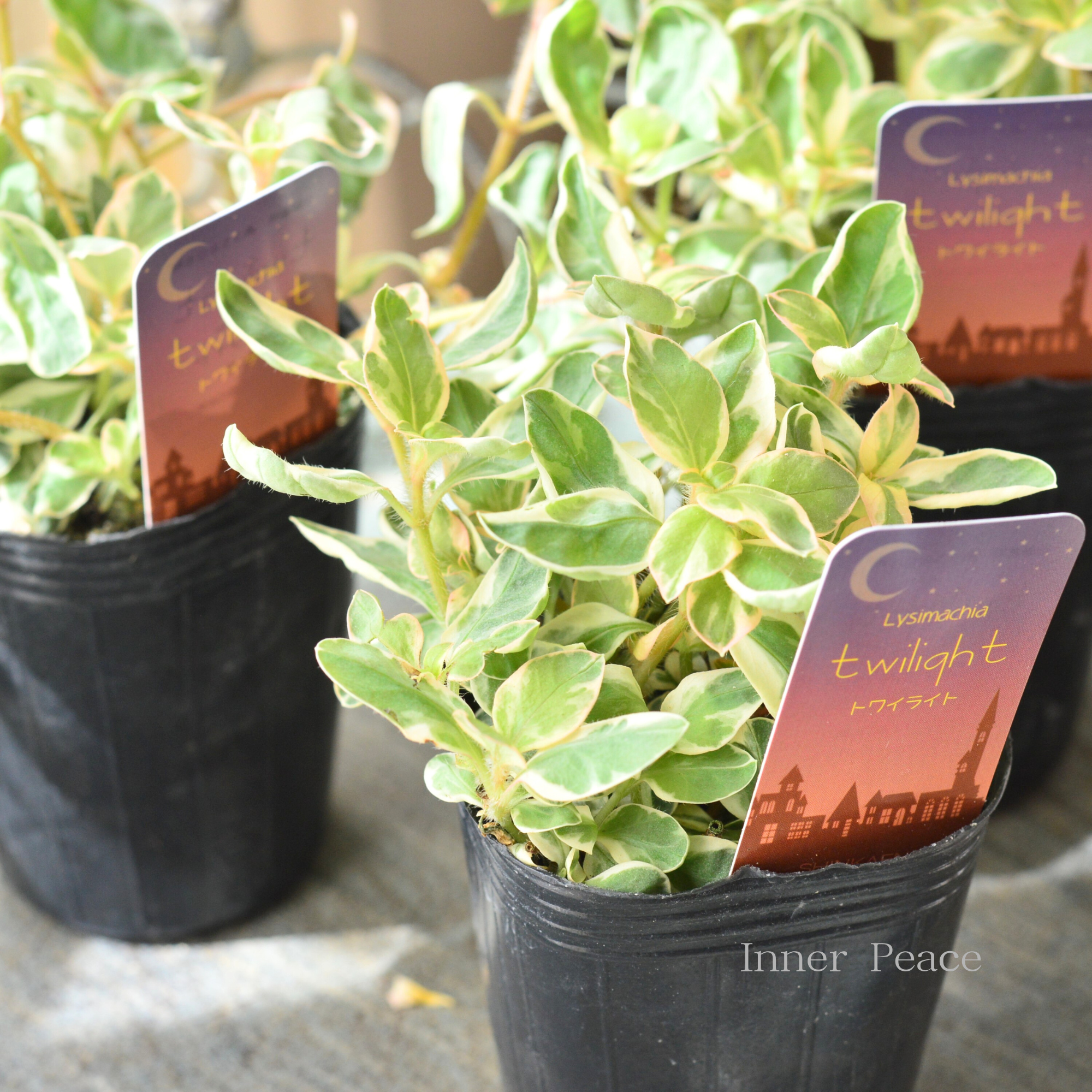 【カラーリーフ】 リシマキア 『トワイライト』　　2.5～3寸POT