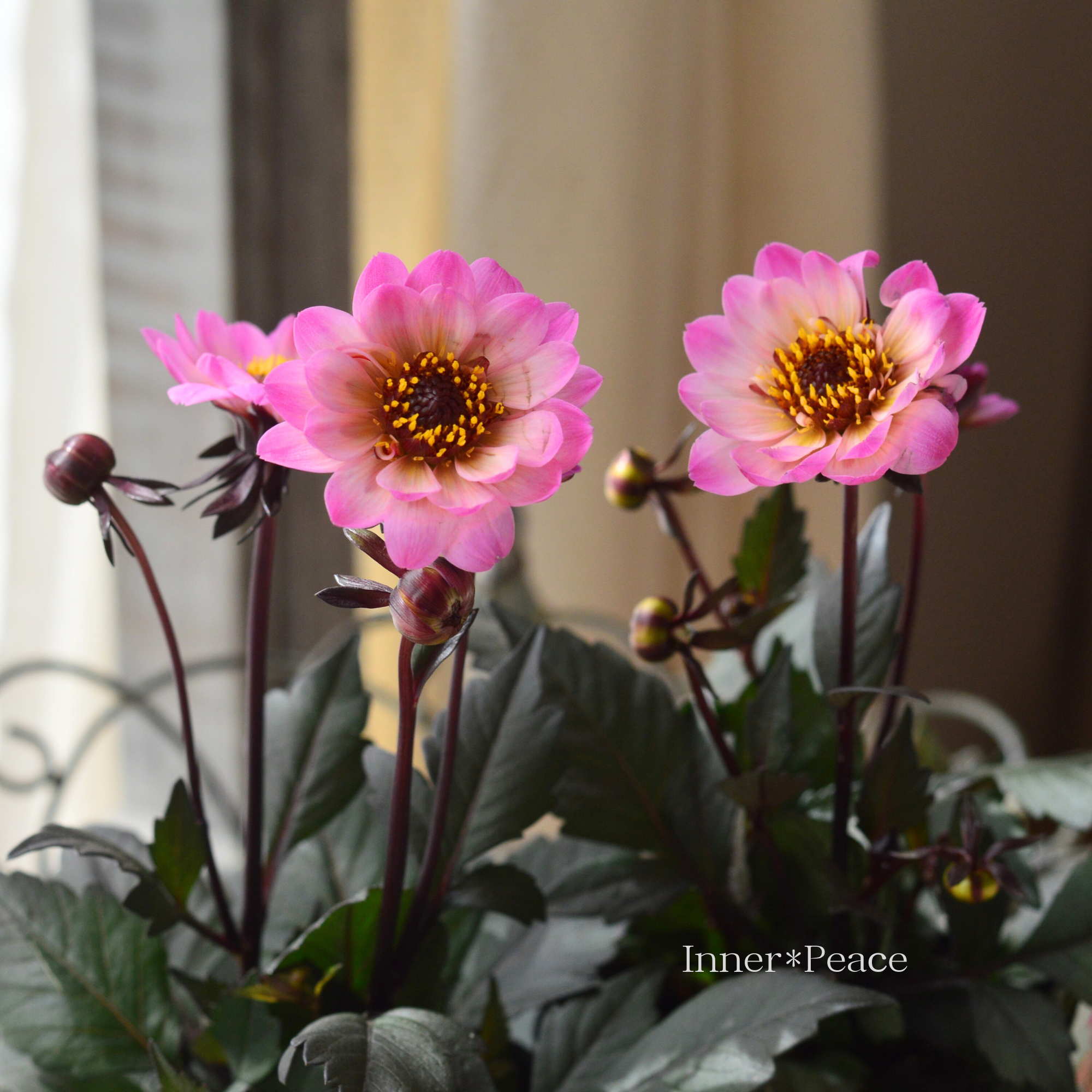 【宿根】 銅葉 ぷちダリア　 『さくらパール』　　3.5寸POT