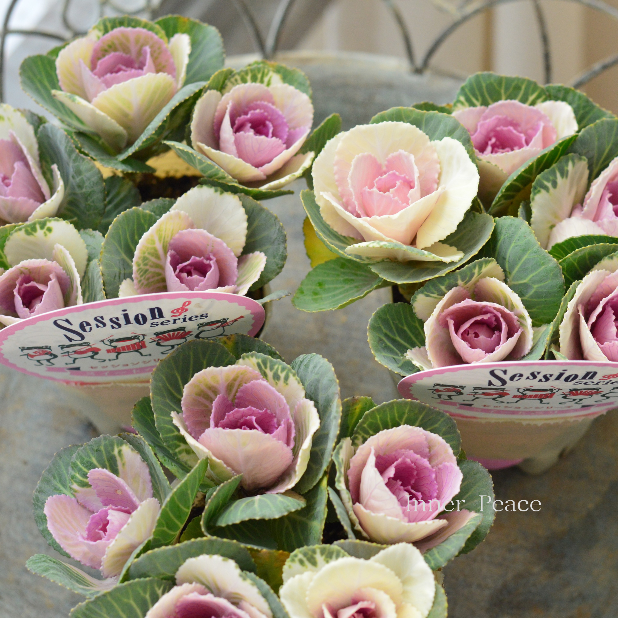 【５本植え】 葉牡丹　『セッション・スイートベリー』  3寸POT