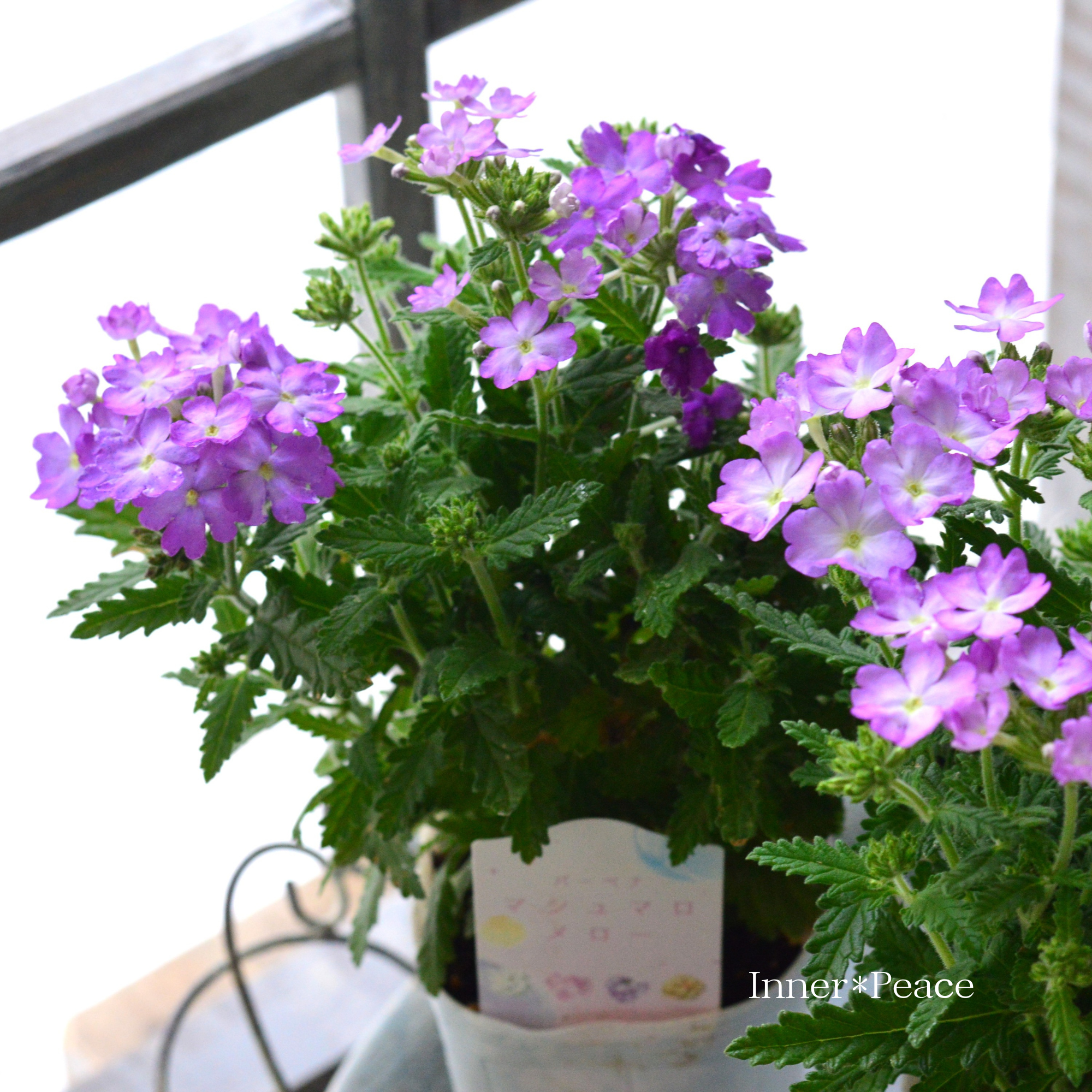 花苗