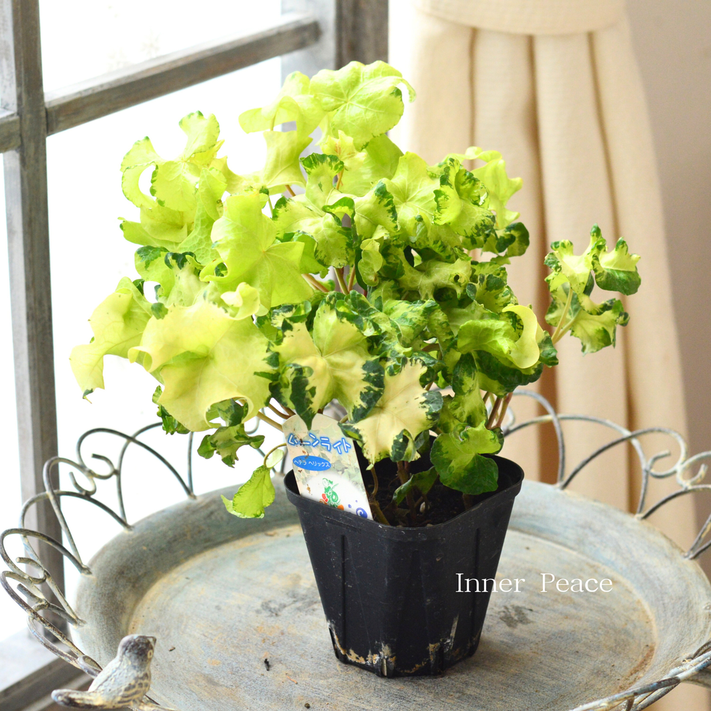 寄せ植えに】 ヘデラ ヘリックス 『ムーンライト』 3.5寸POT 寄せ植えに】 ヘデラ ヘリックス 『ムーンライト』 3.5寸POT