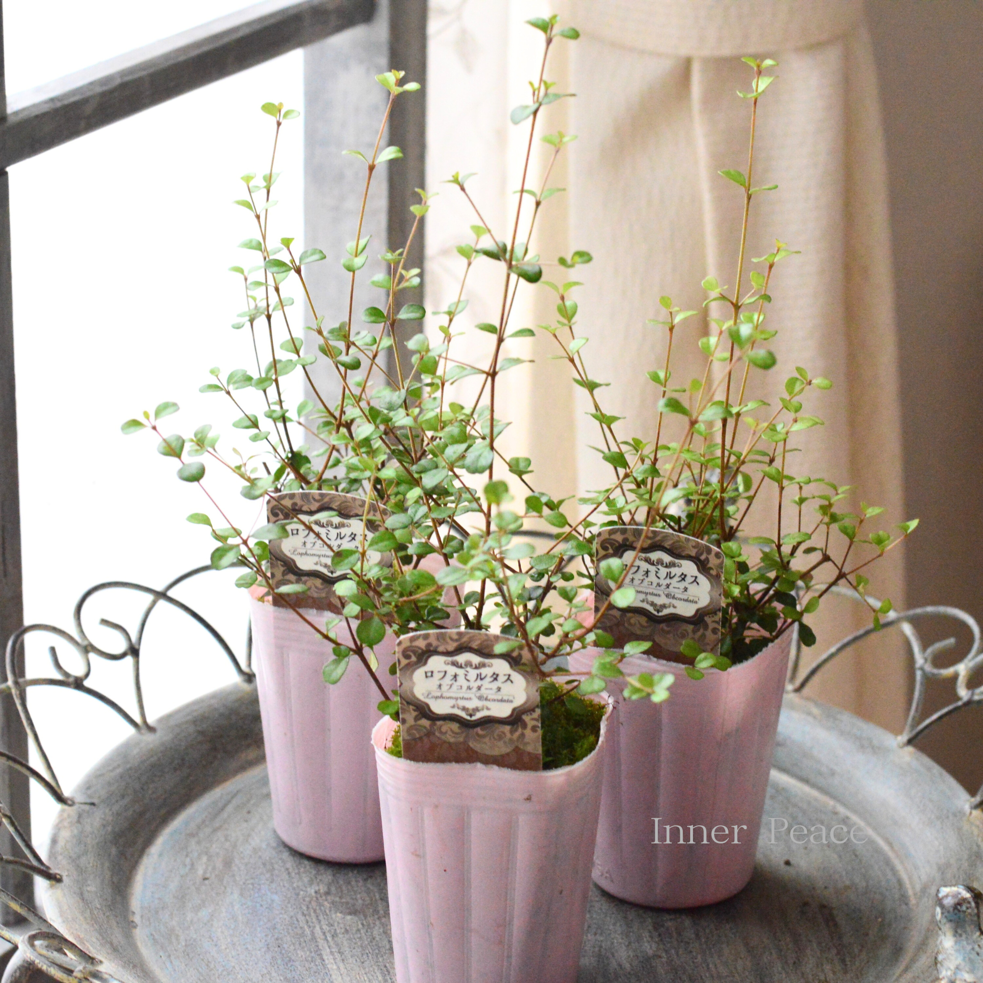 【寄せ植えに】 ロフォミルタス　『オブコルダータ』　　2.5寸ロングPOT