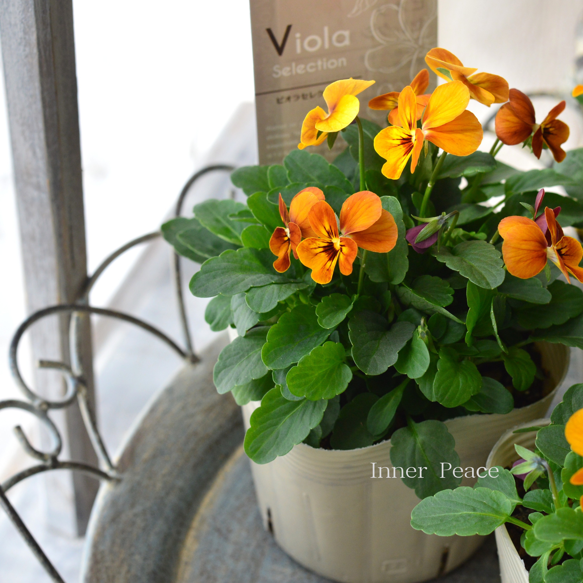 【アンティーク】 ビオラ 『コリーナテラコッタ』　3.5寸POT