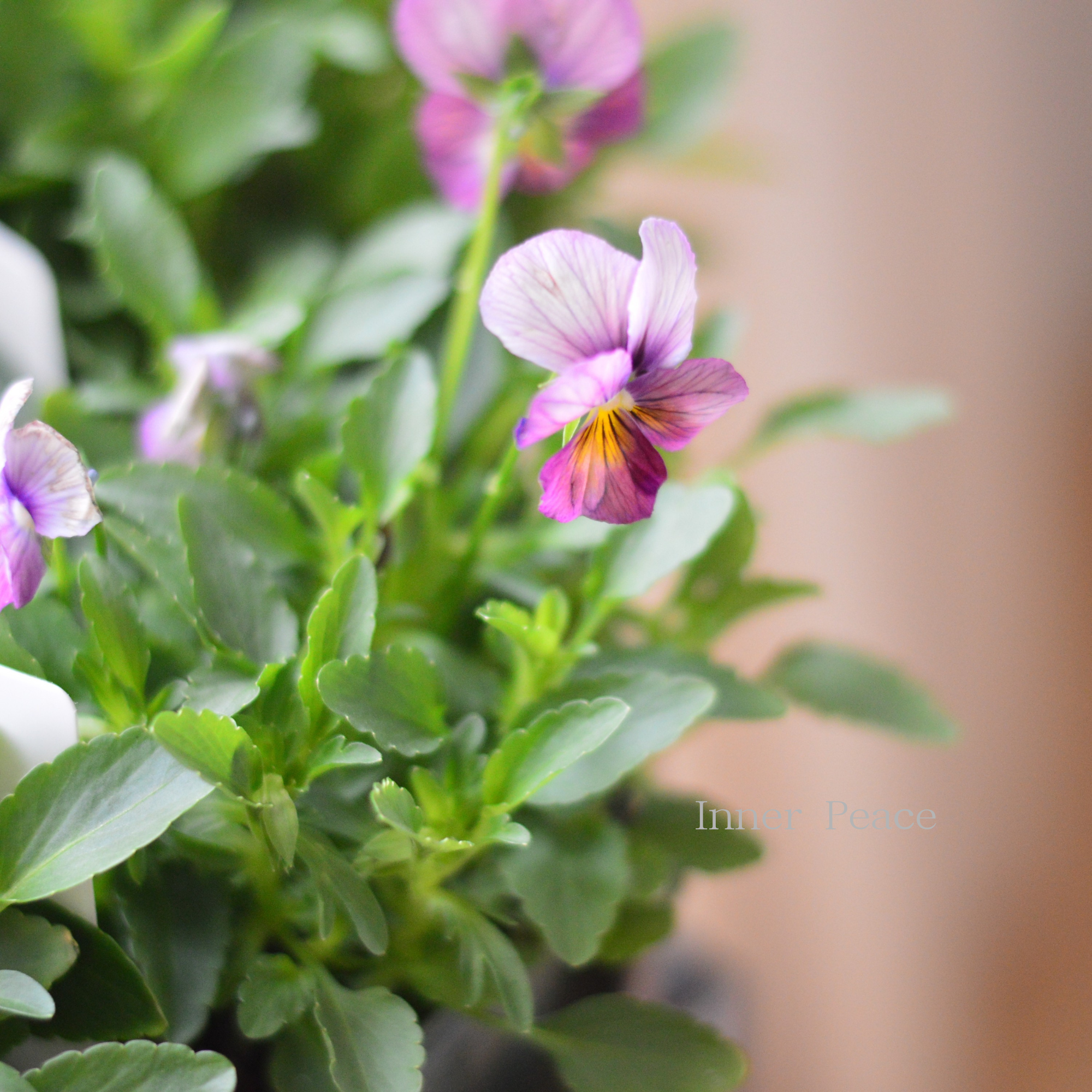 【ゲブラさん】  ビオラ　『グラデーション』　3.5寸POT