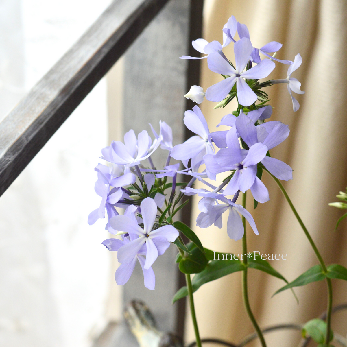 宿根草】 フロックス 『ディバリガータ・ブルーパフューム』 3寸POT