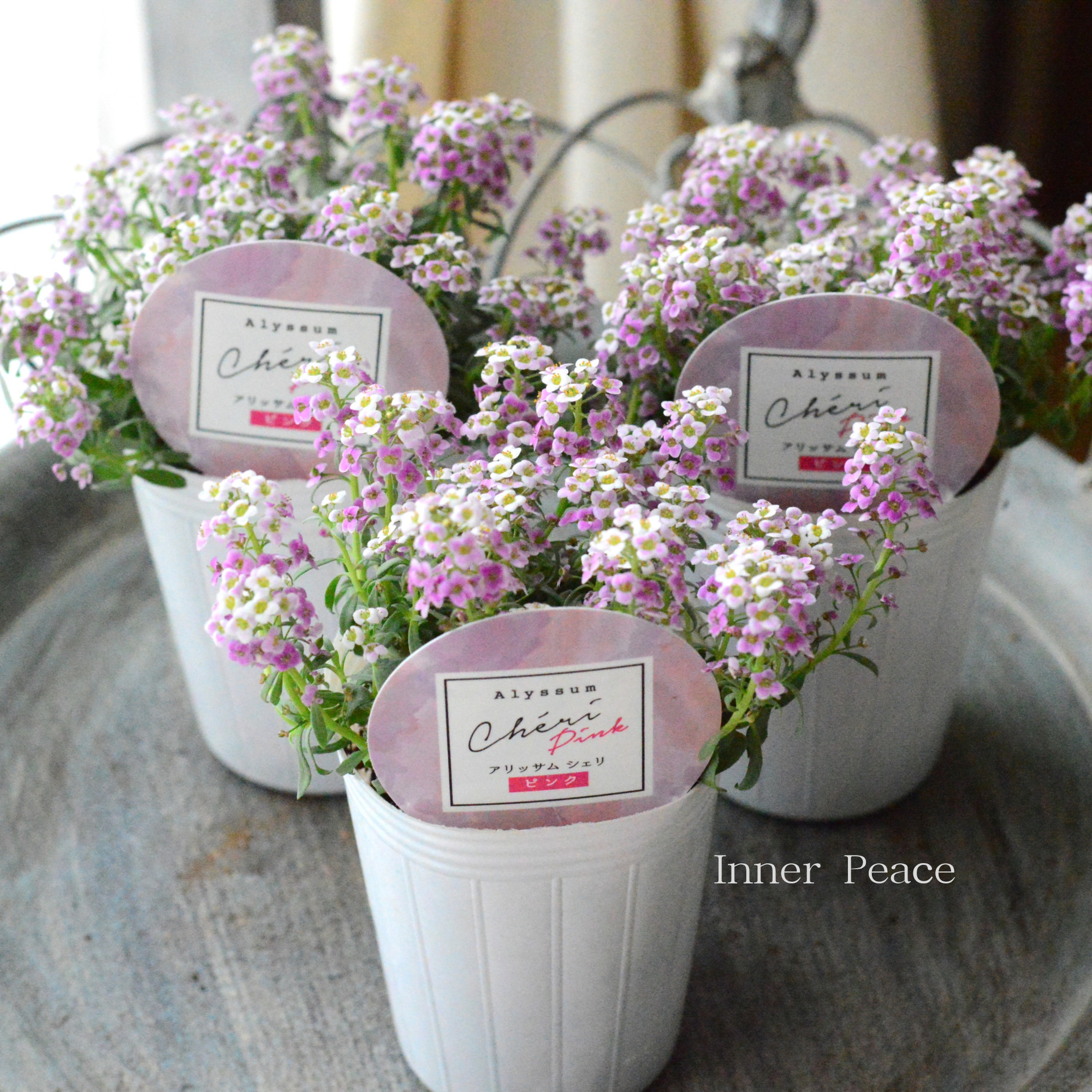 【奥田園芸さんオリジナル】 アリッサム　『シェリ・ピンク』　3.5寸POT