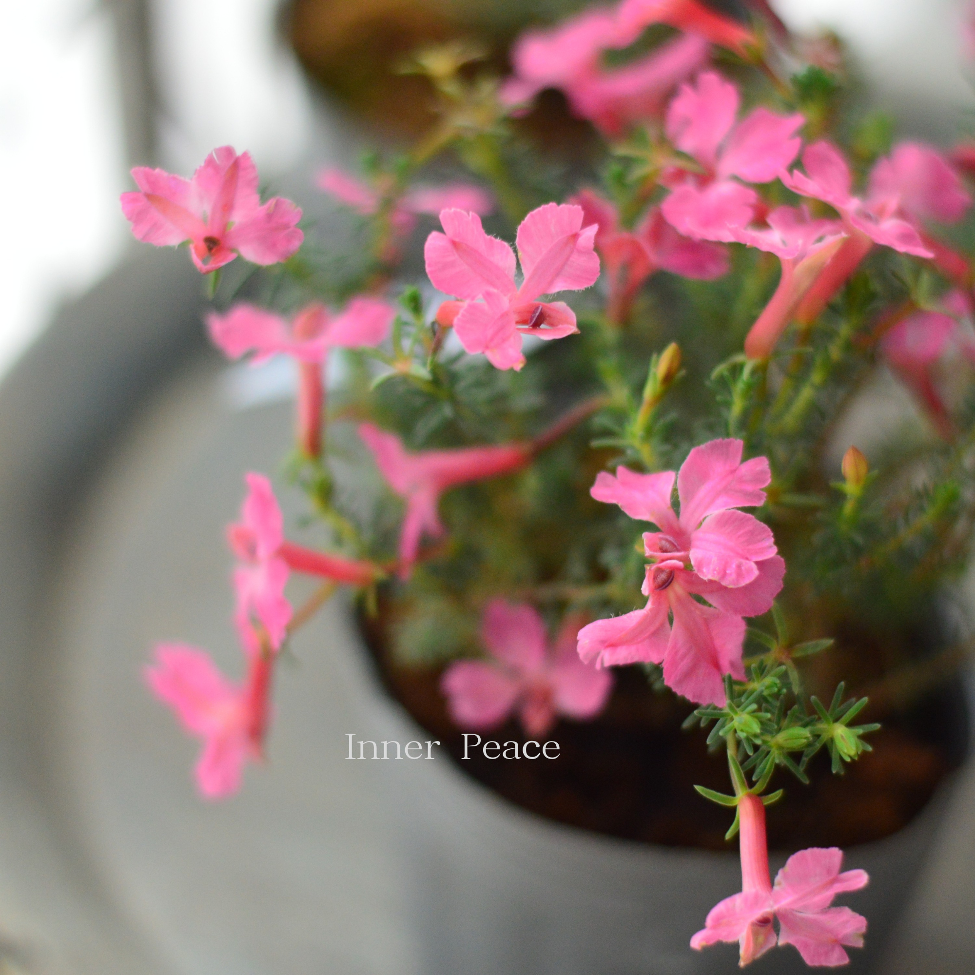 【美しい】 ハツコイソウ　『メルさくら』　　3寸POT