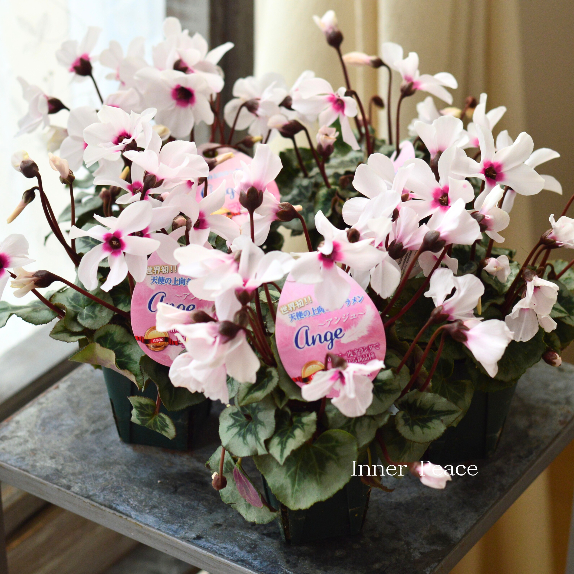 【大栄花園さん】 ミニシクラメン　『ange～アンジュ～』　 2.5寸硬質POT