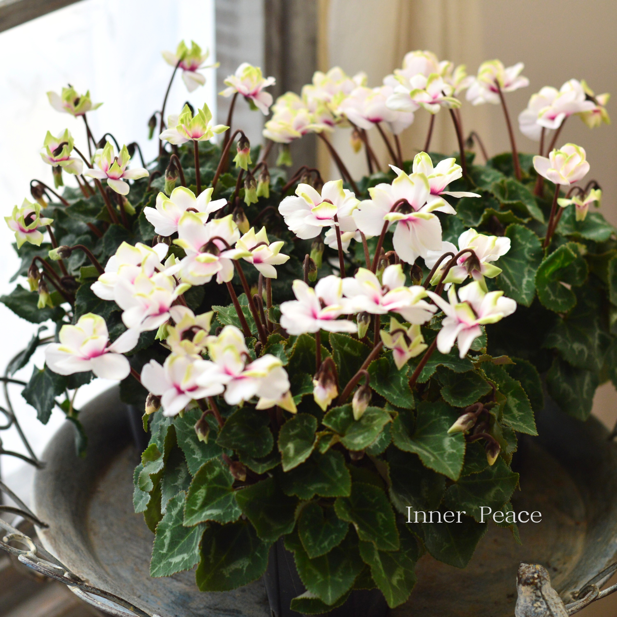 【八重咲き】 ガーデンシクラメン　『グリーンティアラ・ホワイト系』　 3寸硬質POT