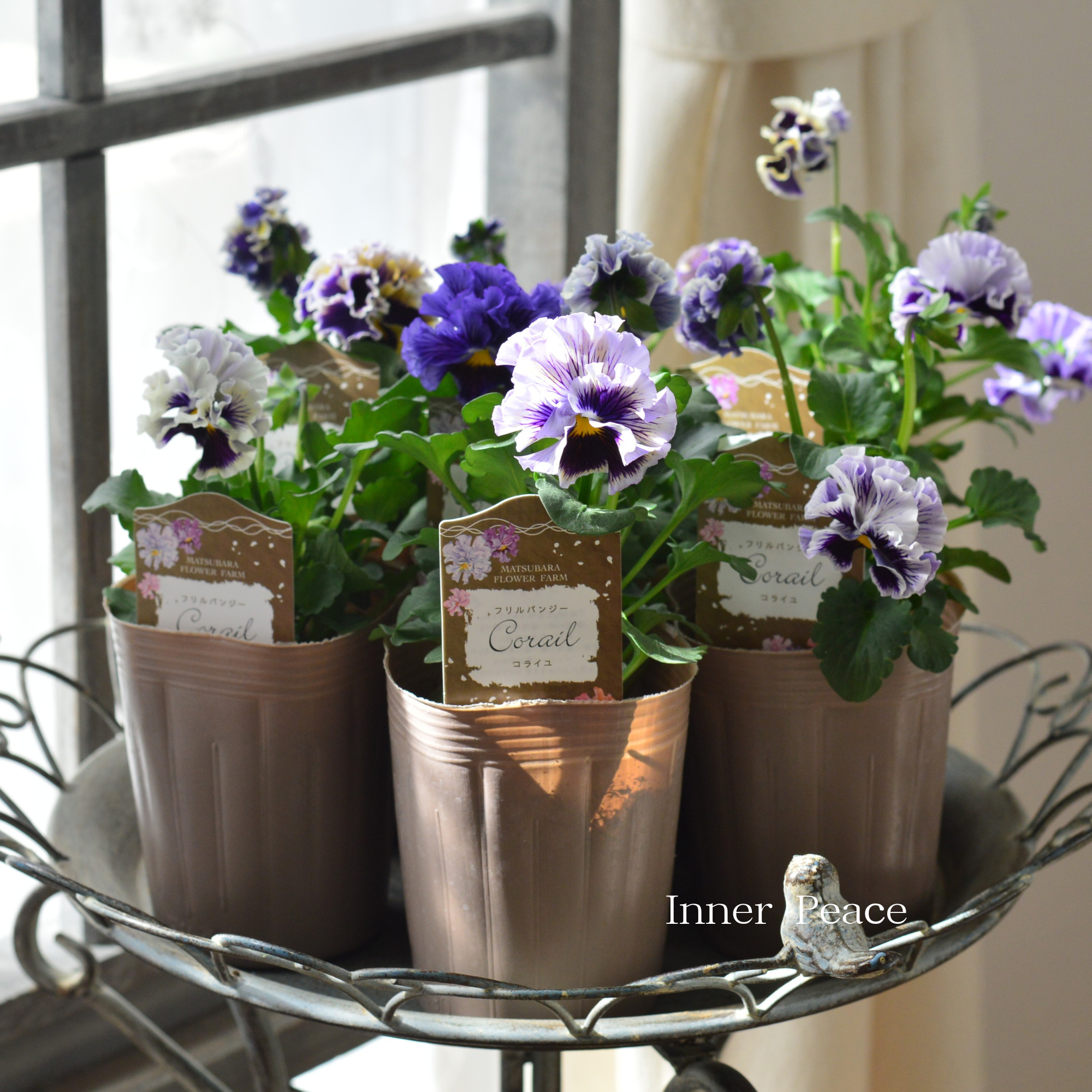 【素敵】 パンジー　『コライユ・ブルー系』　　3寸ロングPOT