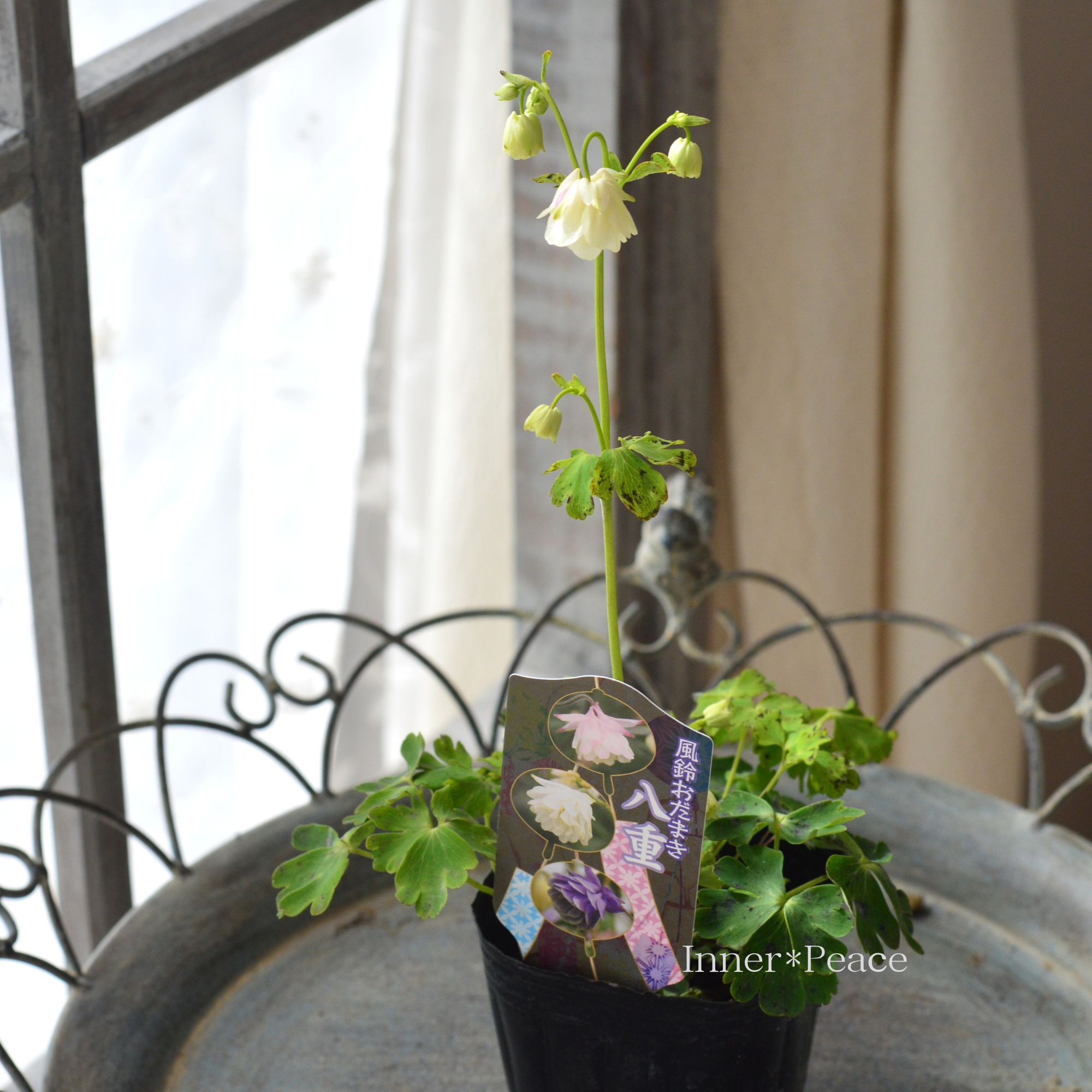 風鈴オダマキ 『ホワイト系』　3寸POT