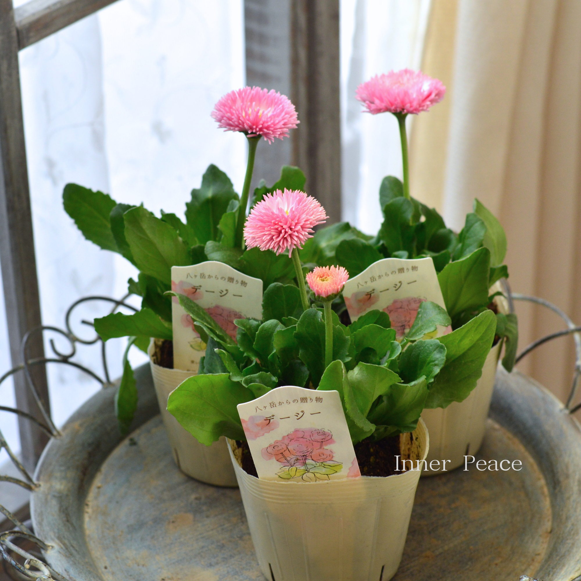 【かわいい】 チロリアンデージー　　3.5寸POT